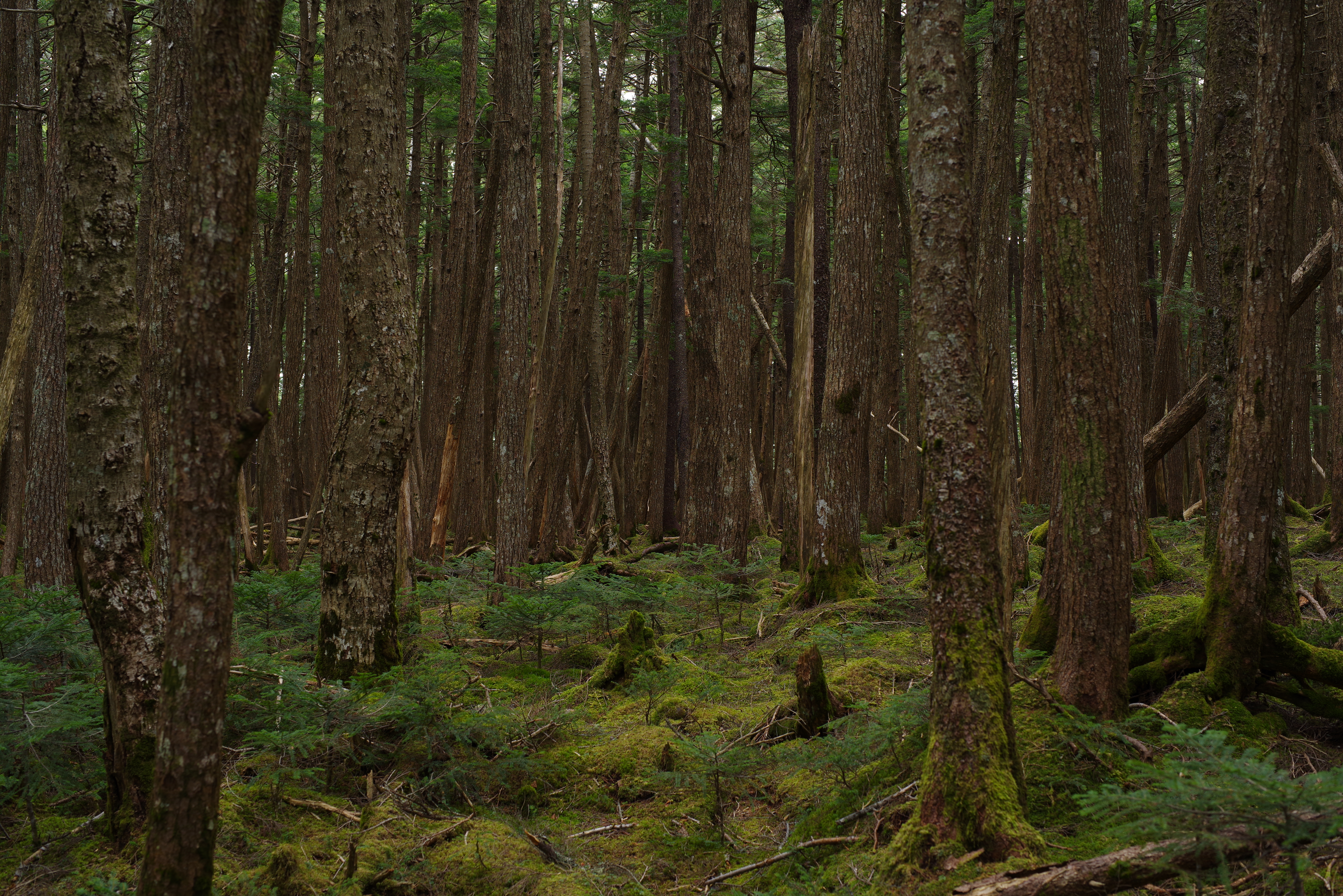 PENTAX K-1 Mark II / HD PENTAX-D FA★50mmF1.4 SDM AW（50mm） / 絞り優先AE（F5.6・1/8秒・-1.5EV） / ISO 100