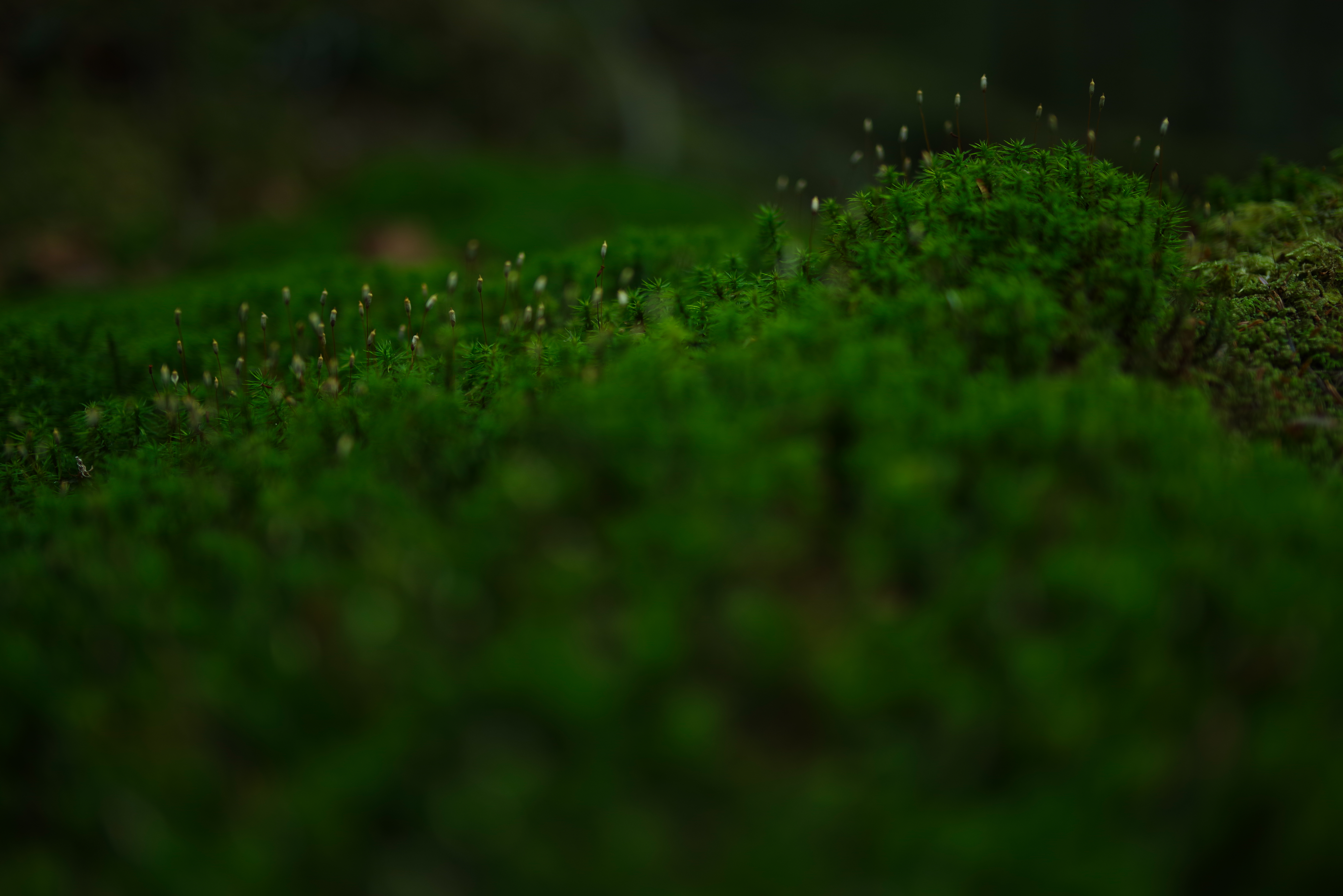 PENTAX K-1 Mark II / HD PENTAX-D FA★50mmF1.4 SDM AW（50mm） / 絞り優先AE（F1.4・1/125秒・-2.0EV） / ISO 100