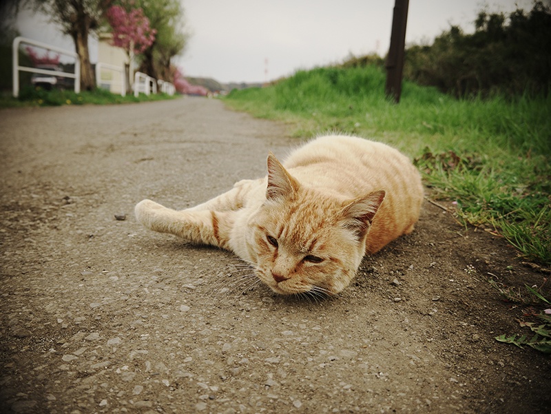 トイカメラ風調整後