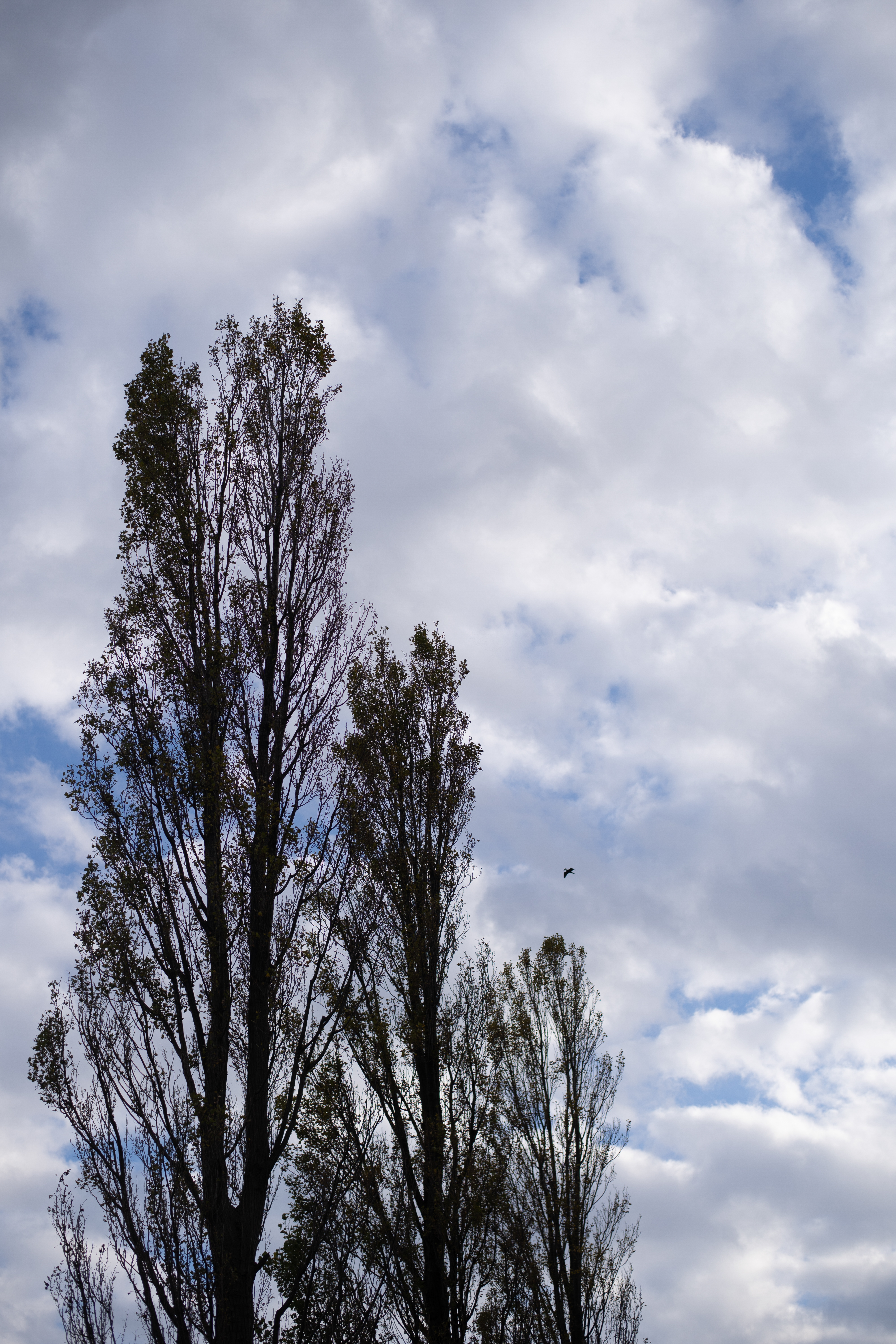 ソニーα7 III / ニコンAF-S NIKKOR 50mm f/1.8G + CM-ENF-E1 PRO / 絞り優先AE（1/2,000秒・F2.8・±0EV） / ISO 100 / AWB