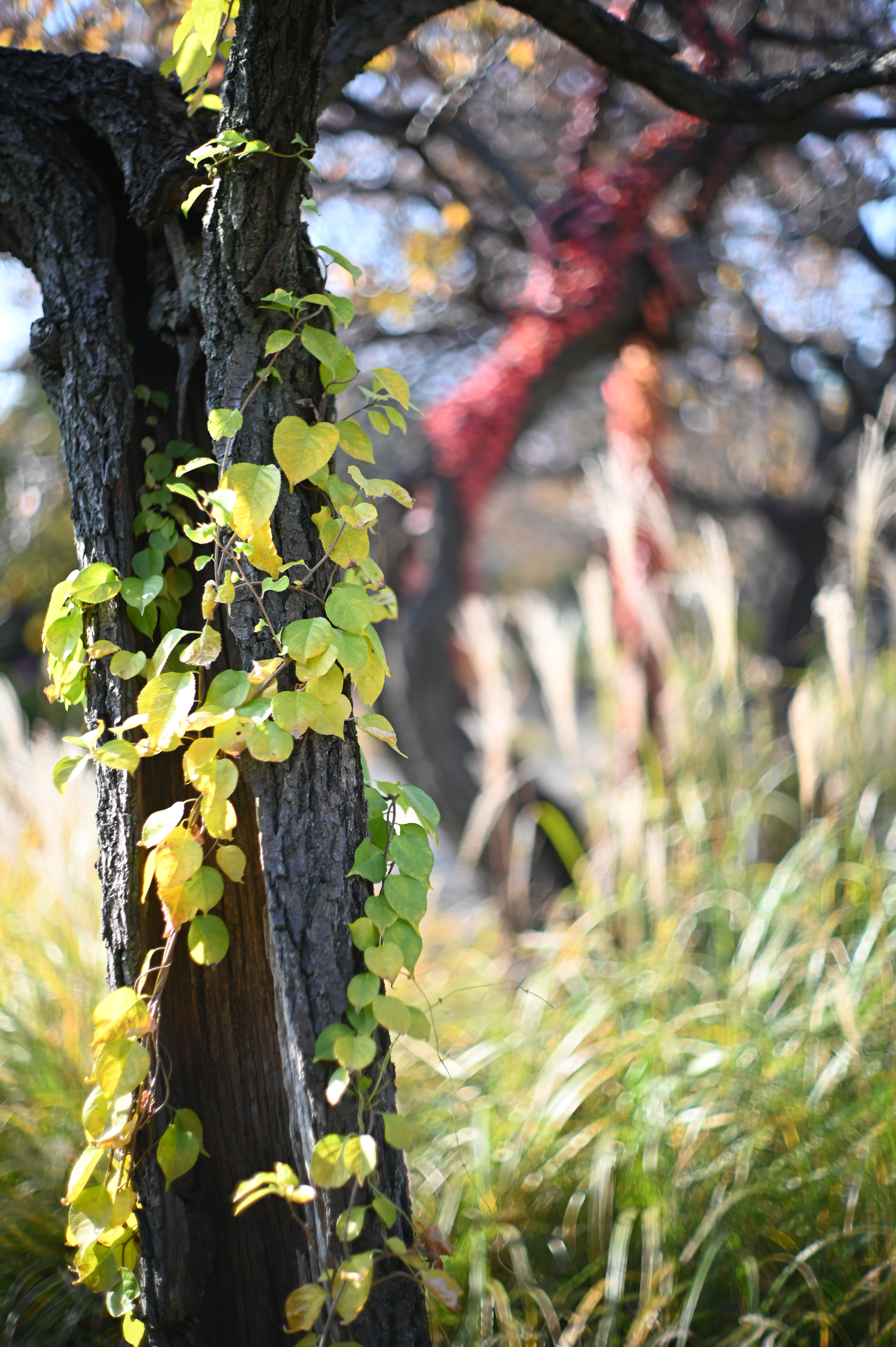 ニコンZ 6 / ライカSUMMILUX 50mm F1.4 + SHOTEN LM-NZ / 絞り優先AE（1/800秒・F1.4・±0EV） / ISO 100・AWB