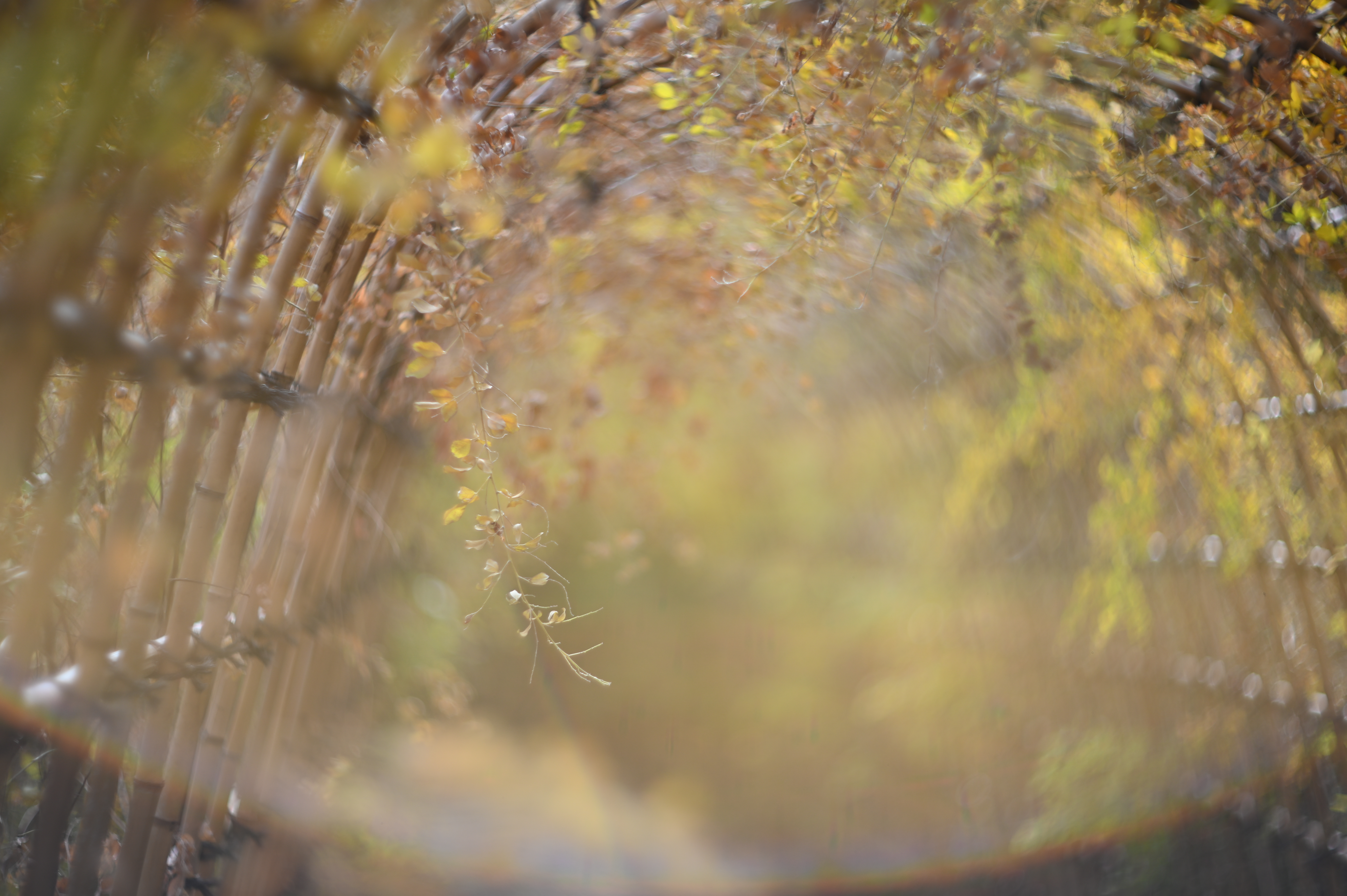 ニコンZ 6 / Helios-40-2 85mm F1.5 + SHOTEN M42-NZ / 絞り優先AE（1/1,600秒・F1.5・±0EV） / ISO 100 / AWB