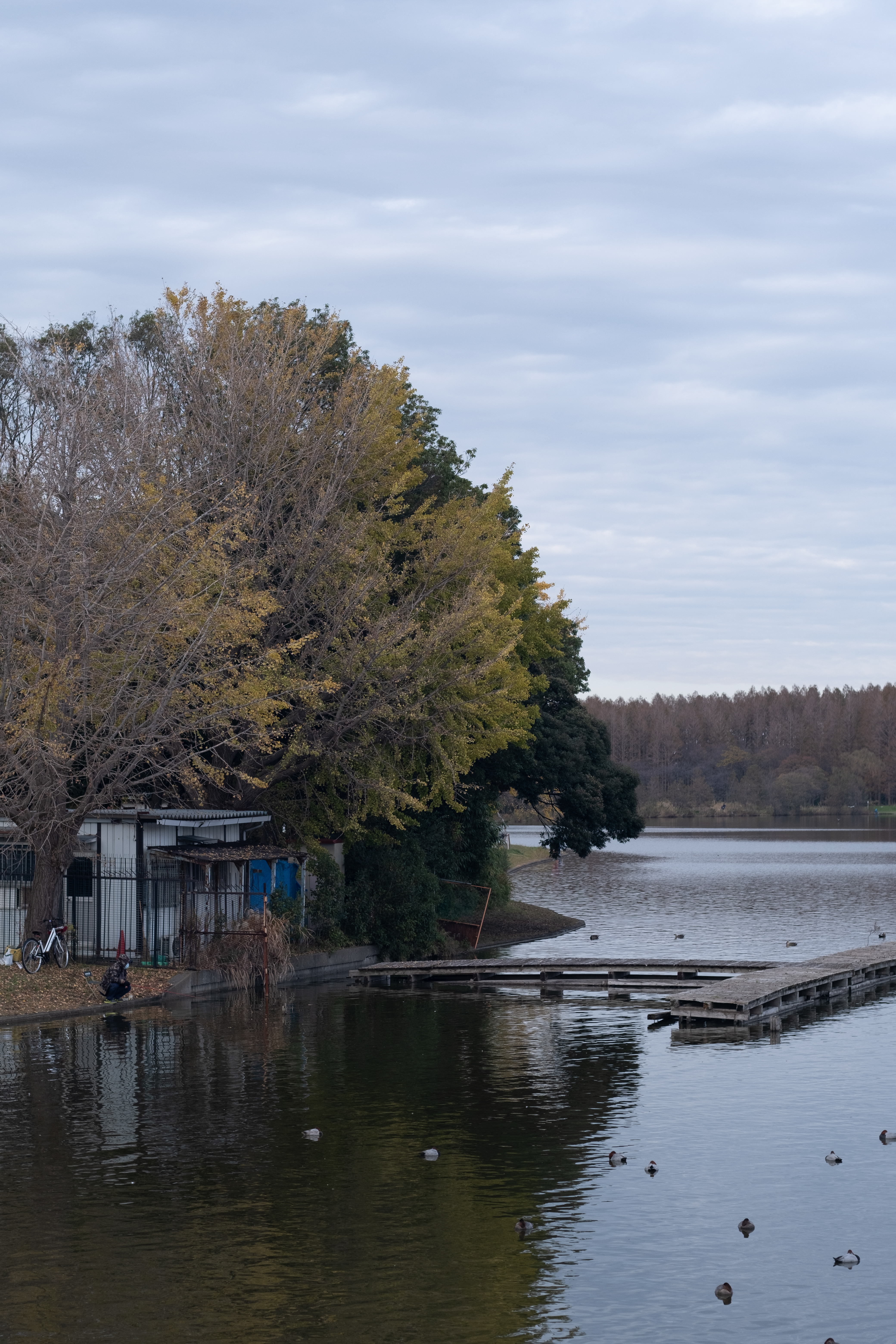 FUJIFILM X-T3 / キヤノンEF50mm F1.8 STM + Fringer FR-FX1 / 75mm相当 / 絞り優先AE（1/420秒・F4・±0EV）ISO 160 / AWB