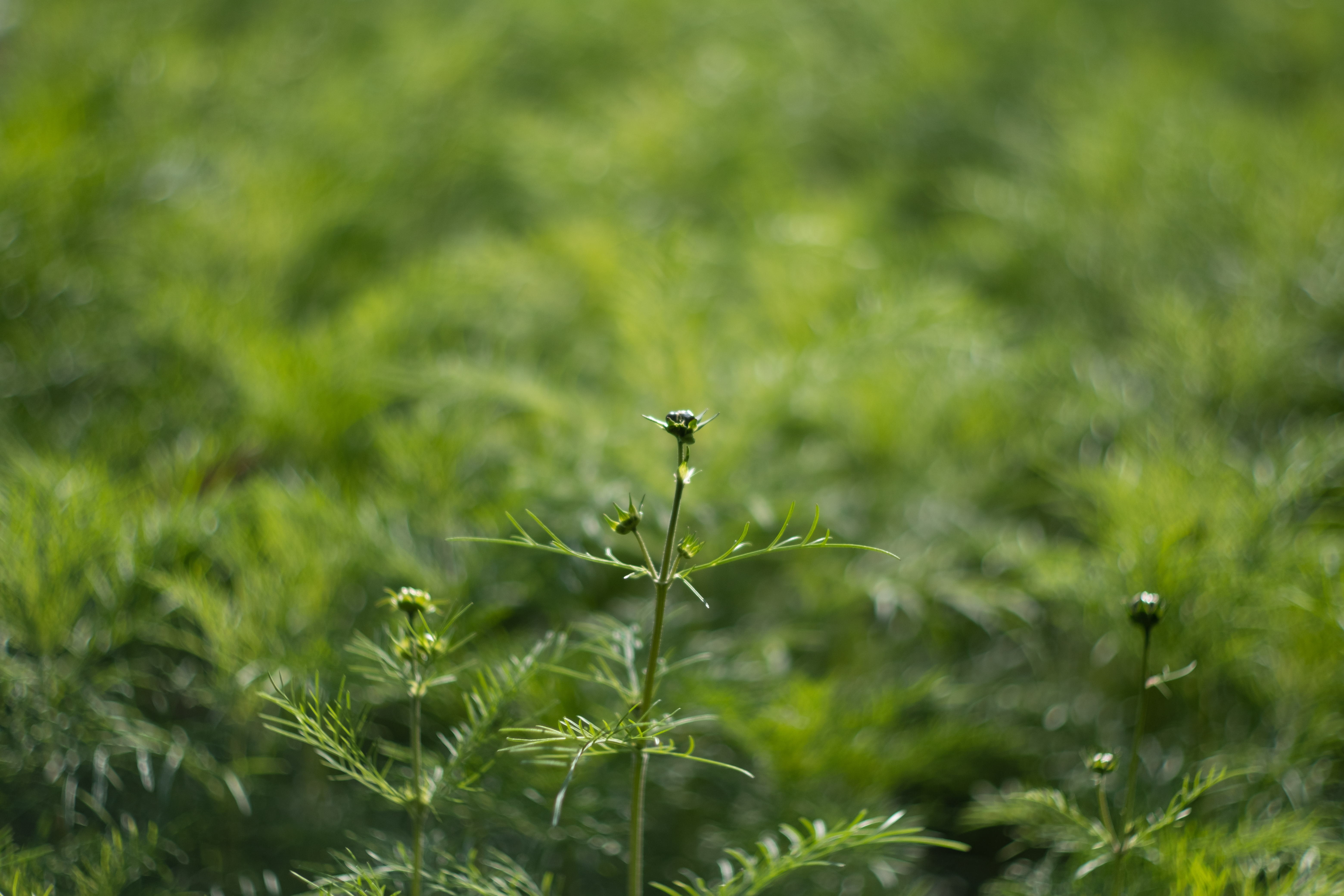 FUJIFILM X-T3 / ライカSUMMILUX 50mm F1.4 + SHOTEN LM-FX M / 75mm相当 / 絞り優先AE（1/5,000秒・F1.4・±0EV）ISO 160 / AWB
