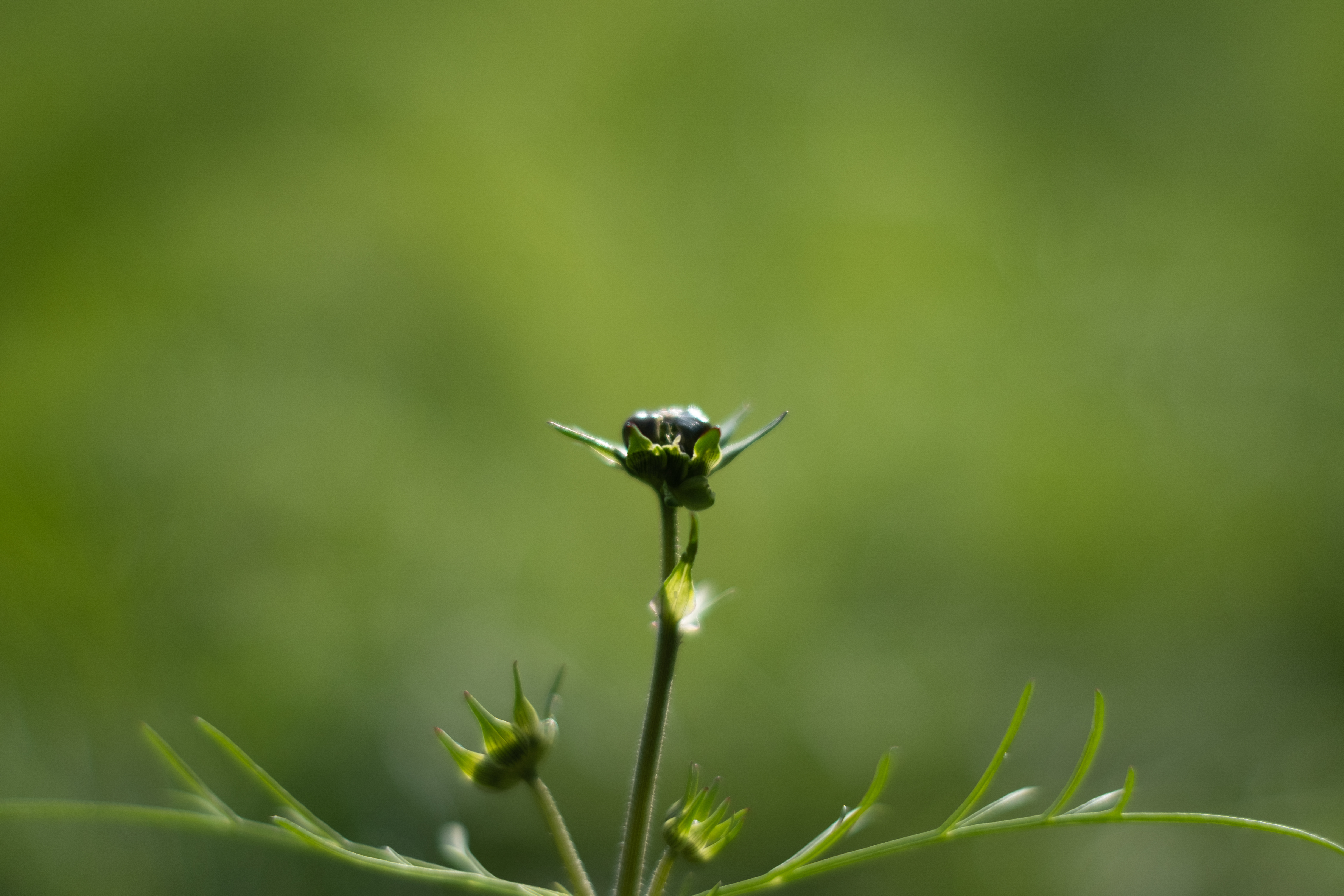 FUJIFILM X-T3 / ライカSUMMILUX 50mm F1.4 + SHOTEN LM-FX M / 75mm相当 / 絞り優先AE（1/5,400秒・F1.4・±0EV）ISO 160 / AWB