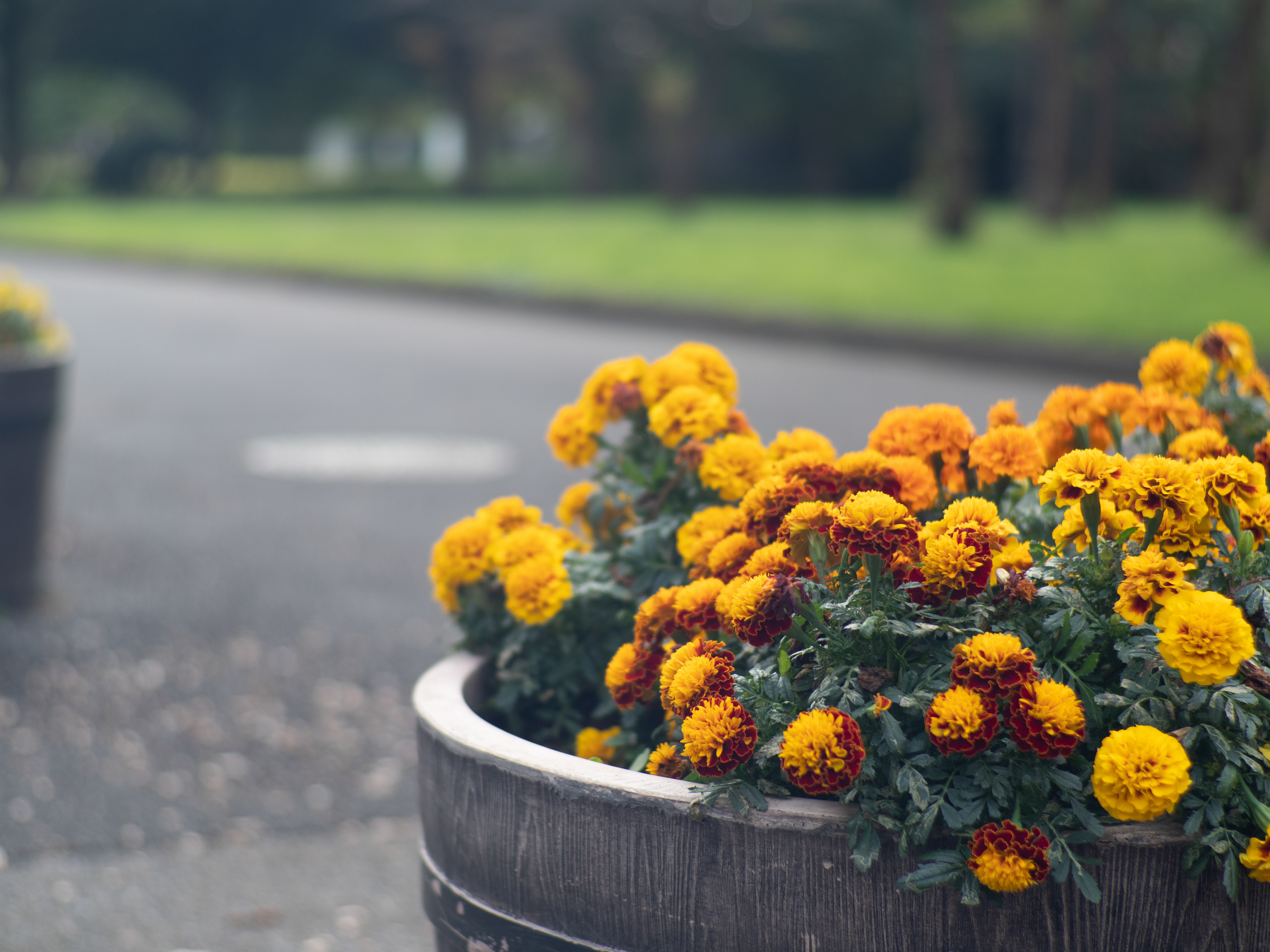 OLYMPUS OM-D E-M1 Mark II / キヤノンEF50mm F1.8 STM + Commlite CM-AEF-MFT Booster / 71mm相当 / 絞り優先AE（1/1,250秒・F1.8・±0EV）ISO 200 / AWB