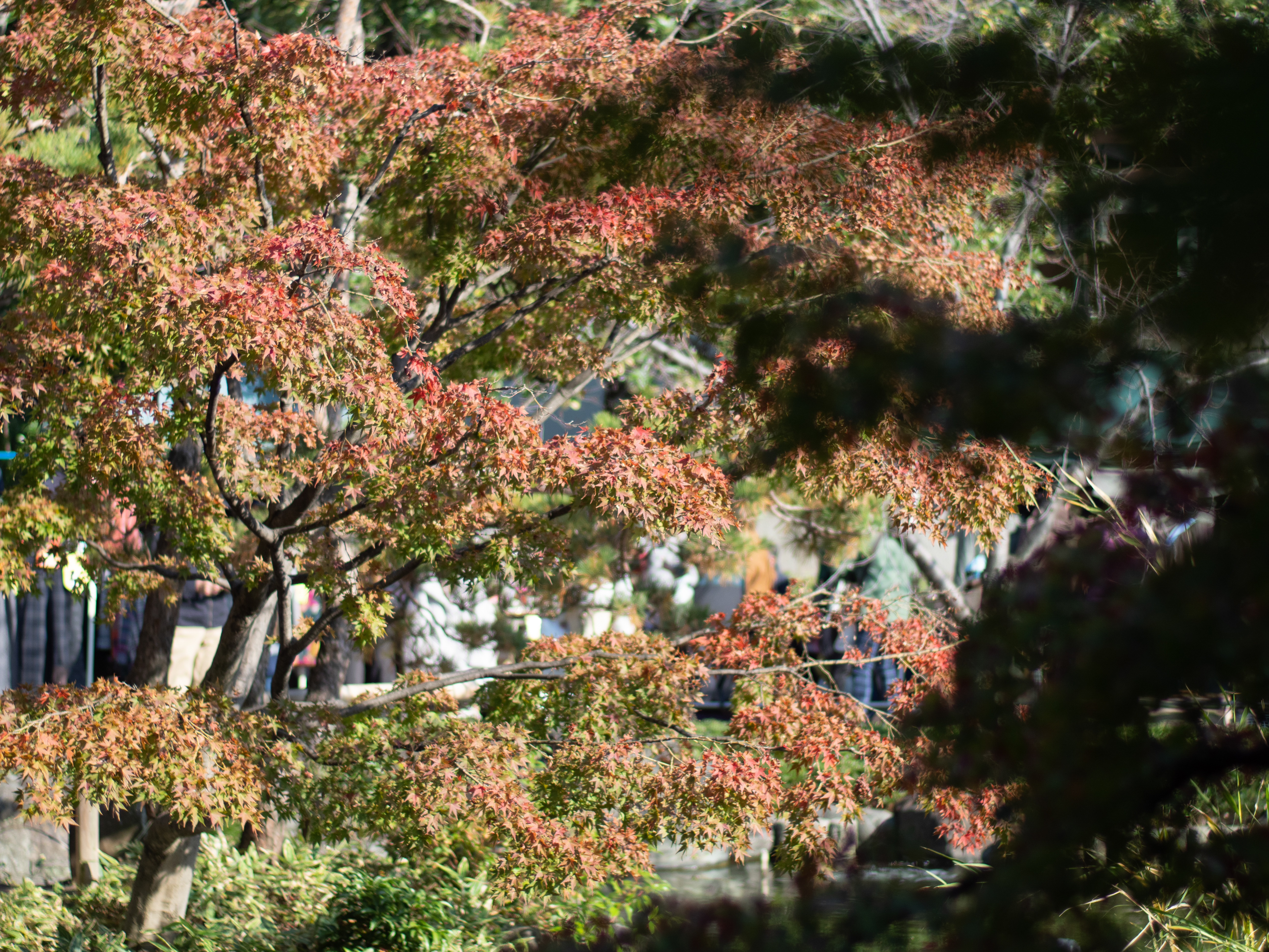 OLYMPUS OM-D E-M1 Mark II / ニコンAF-S NIKKOR 50mm f/1.8G + Commlite CM-NF-MFT / 100mm相当 / 絞り優先AE（1/2,000秒・1段絞り・±0EV）ISO 200 / AWB