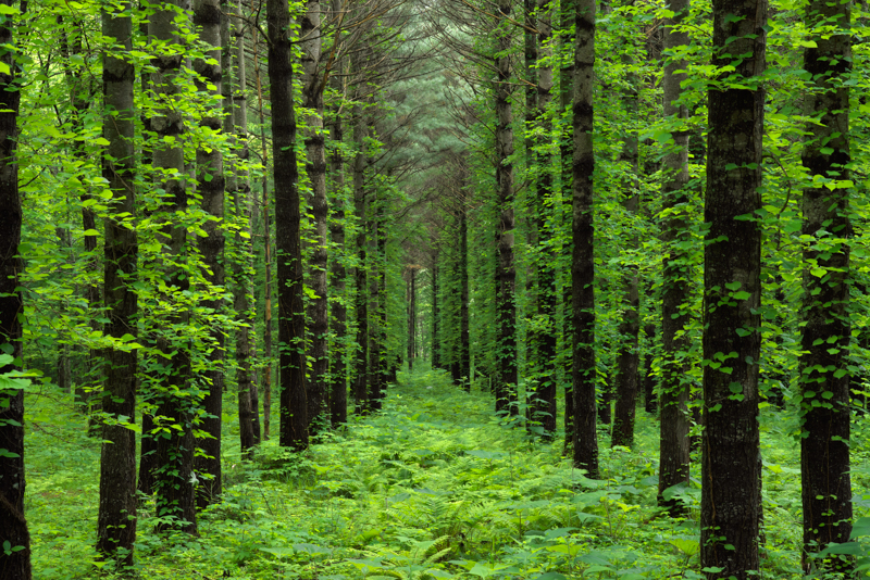 PENTAX K-1 / HD PENTAX-D FA 28-105mmF3.5-5.6ED DC WR / 80mm / F16 / 1/5秒 / ISO 400 / PLフィルター使用
