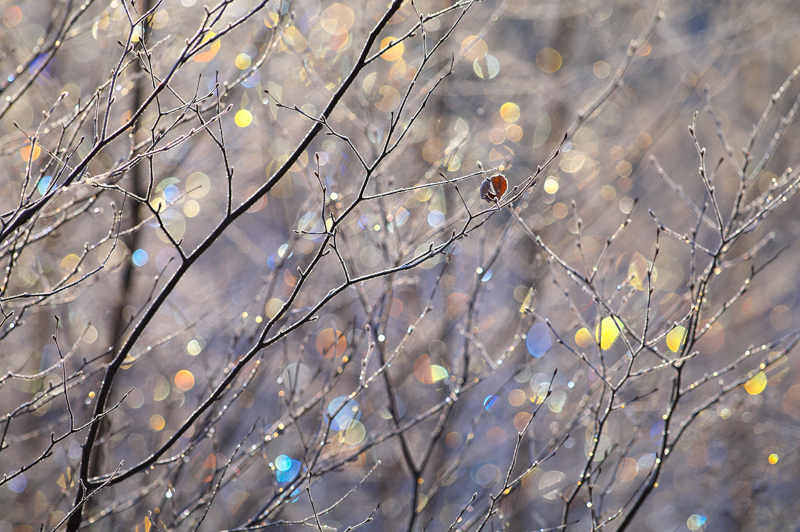 PENTAX K-7 / smc PENTAX-DA★300mmF4ED[IF] SDM / F4 / 300mm / 1/500秒 / ISO 200 / PLフィルター使用