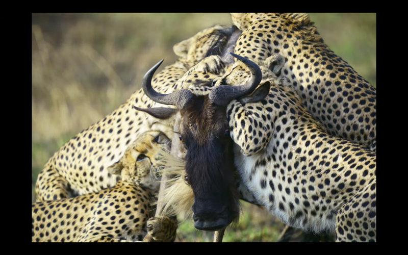 公開された動画「α Universe 野生動物写真家 with α」より。