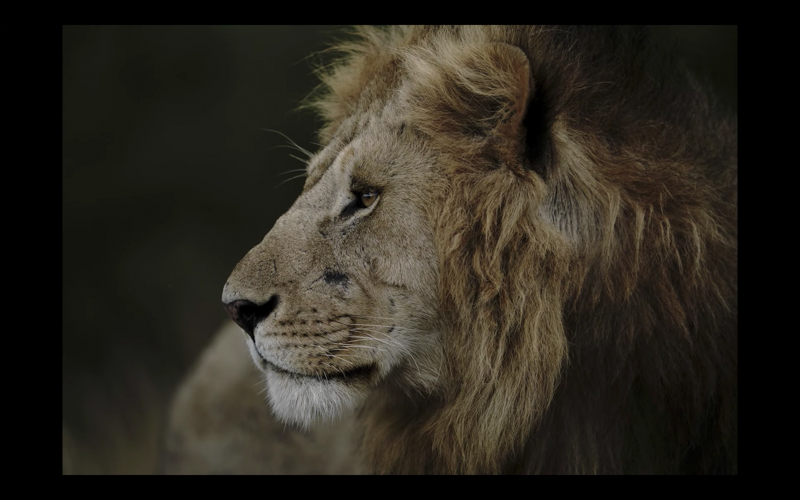 公開された動画「α Universe 野生動物写真家 with α」より。