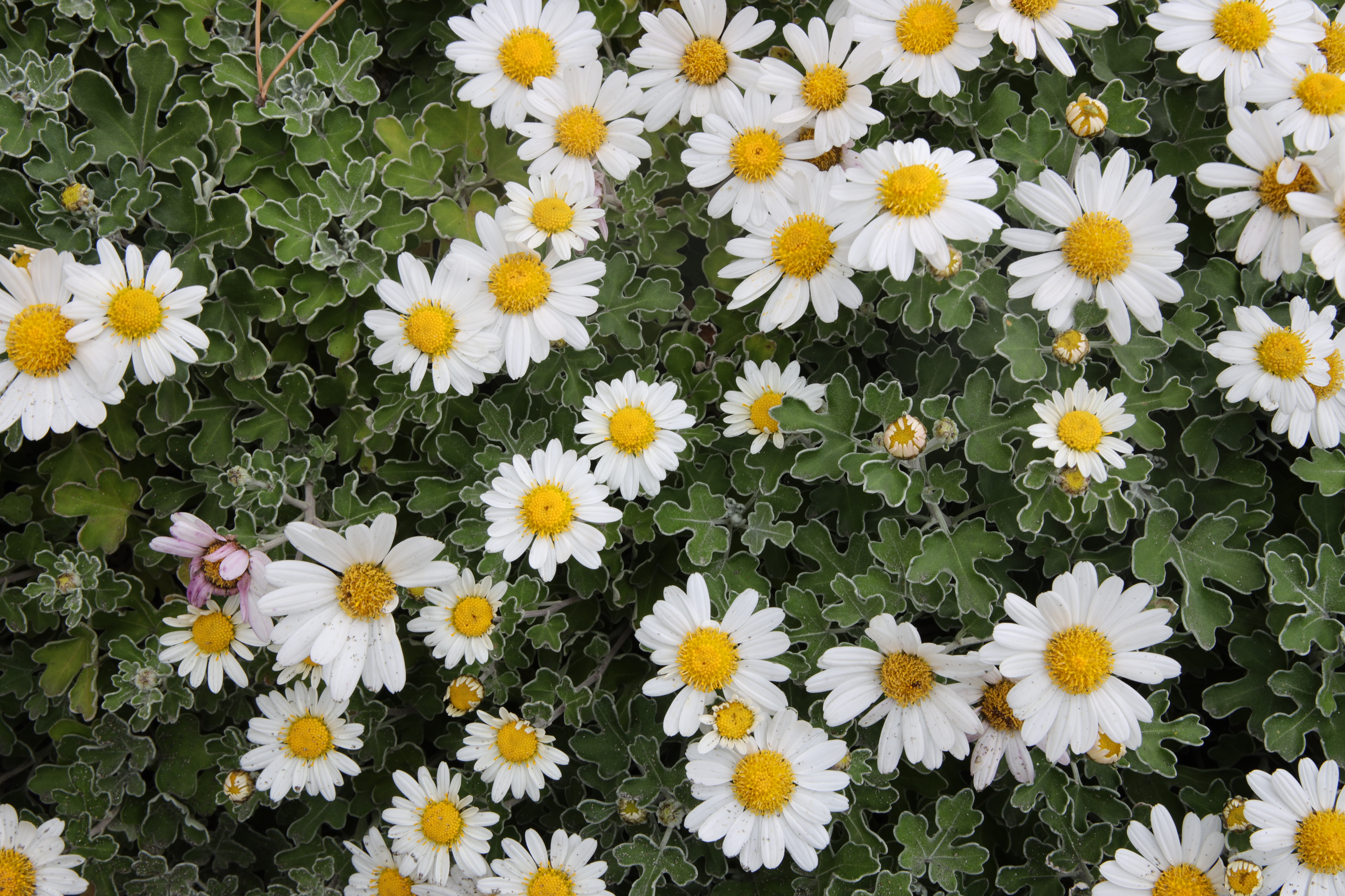 レンズ光学補正OFF