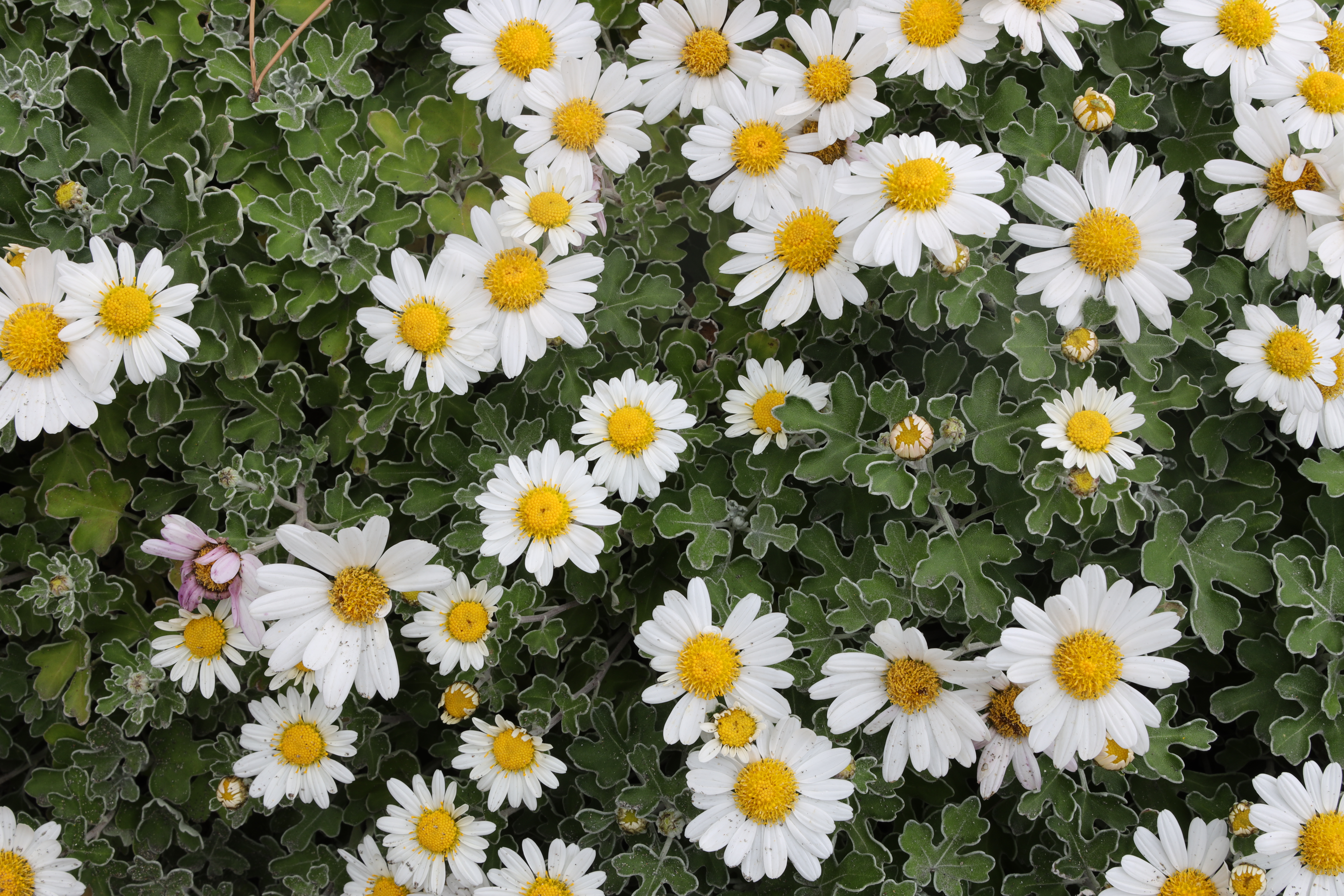 レンズ光学補正ON