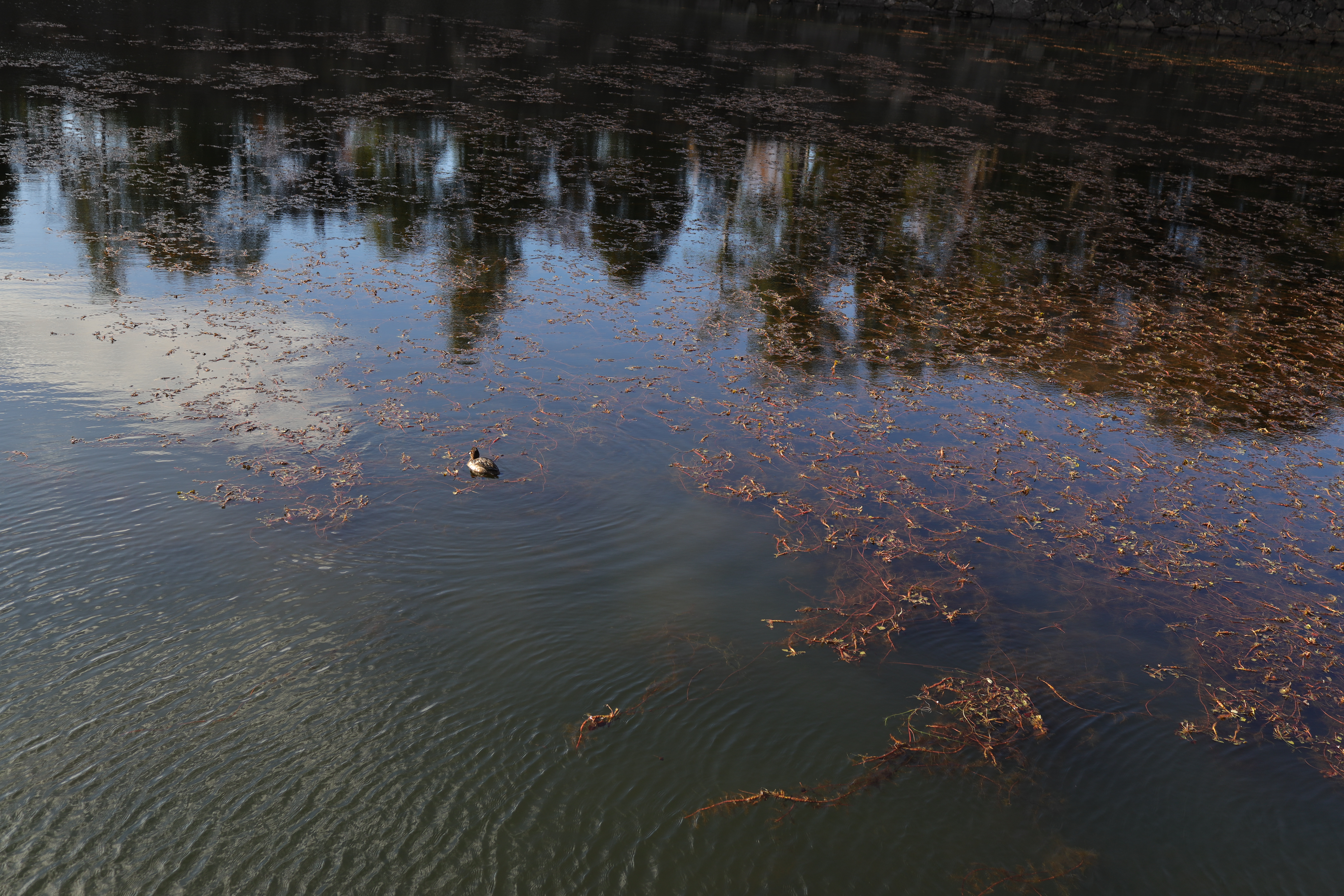 EOS R / RF35mm F1.8 MACRO IS STM / 35mm / 絞り優先AE（1/250秒・F4・-0.3EV） / ISO 100