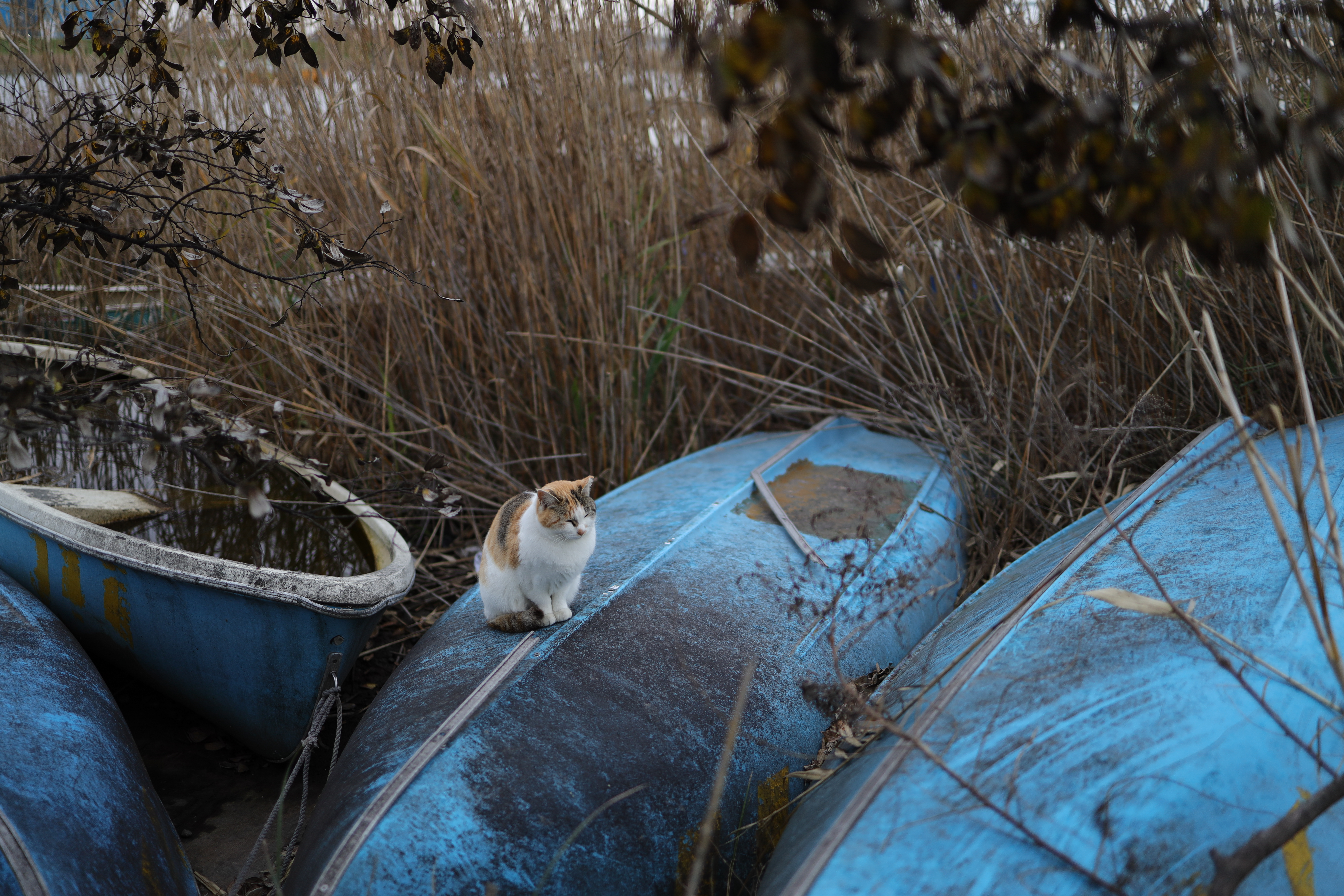 EOS R / RF35mm F1.8 MACRO IS STM / 35mm / 絞り優先AE（1/80秒・F1.8・-0.7EV） / ISO 100