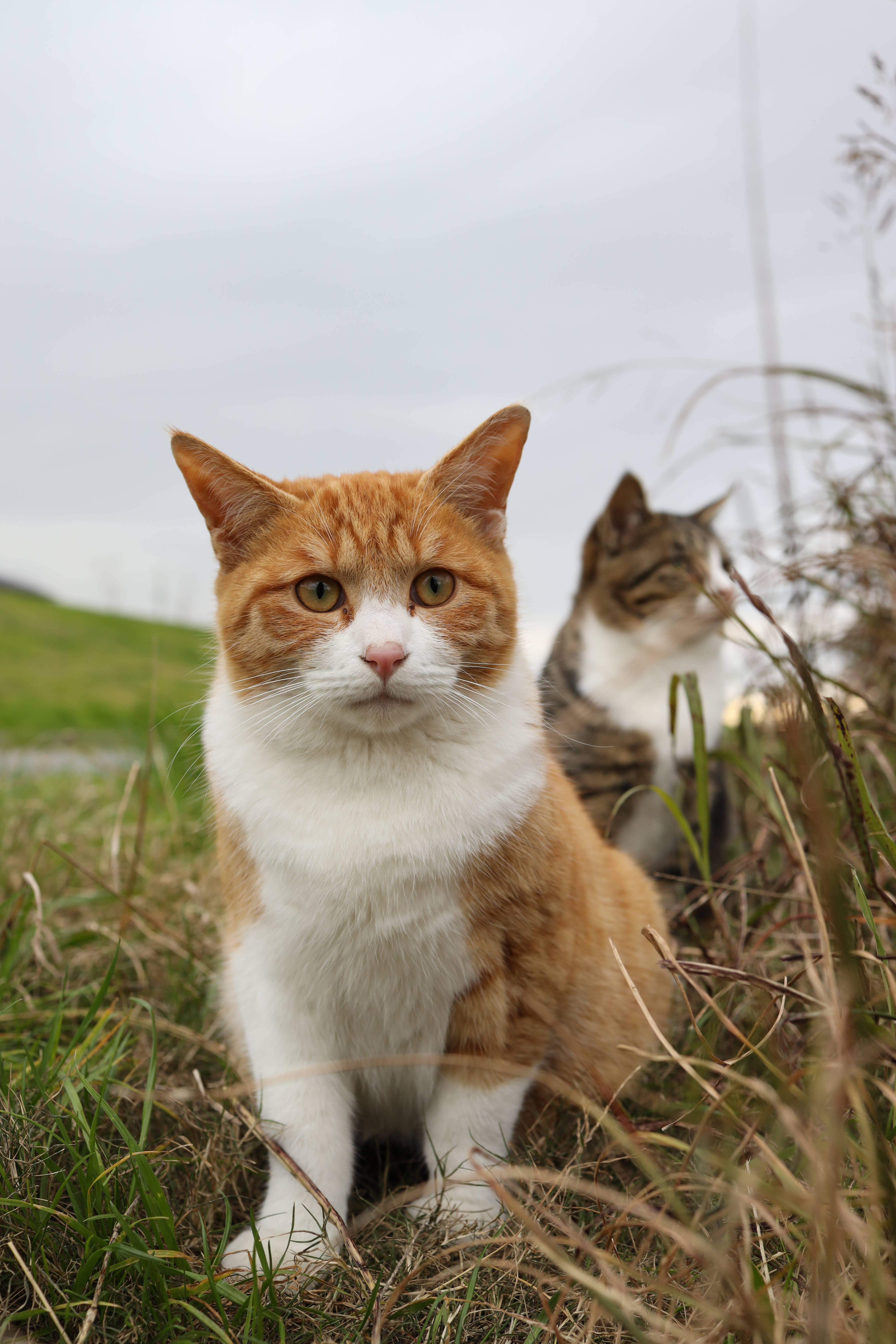 EOS R / RF35mm F1.8 MACRO IS STM / 35mm / 絞り優先AE（1/80秒・F5.6・+0.7EV） / ISO 400