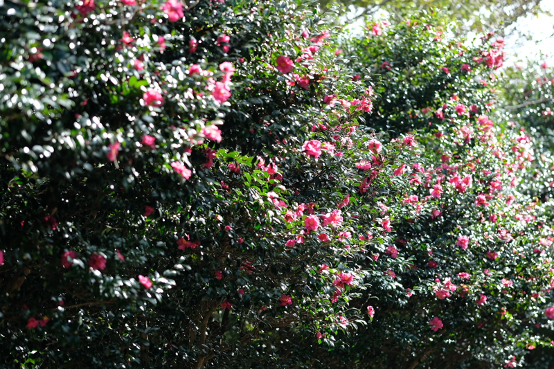 伊豆大島は椿が多く咲く島としても有名。毎年1月から3月にかけて「椿まつり」が開催されている。<br><span class="fnt-85">X-H1 / XF90mmF2 R LM WR / 90mm（135mm相当） / 絞り優先AE（1/1,000秒・F2.0・±0EV） / ISO 200</span>