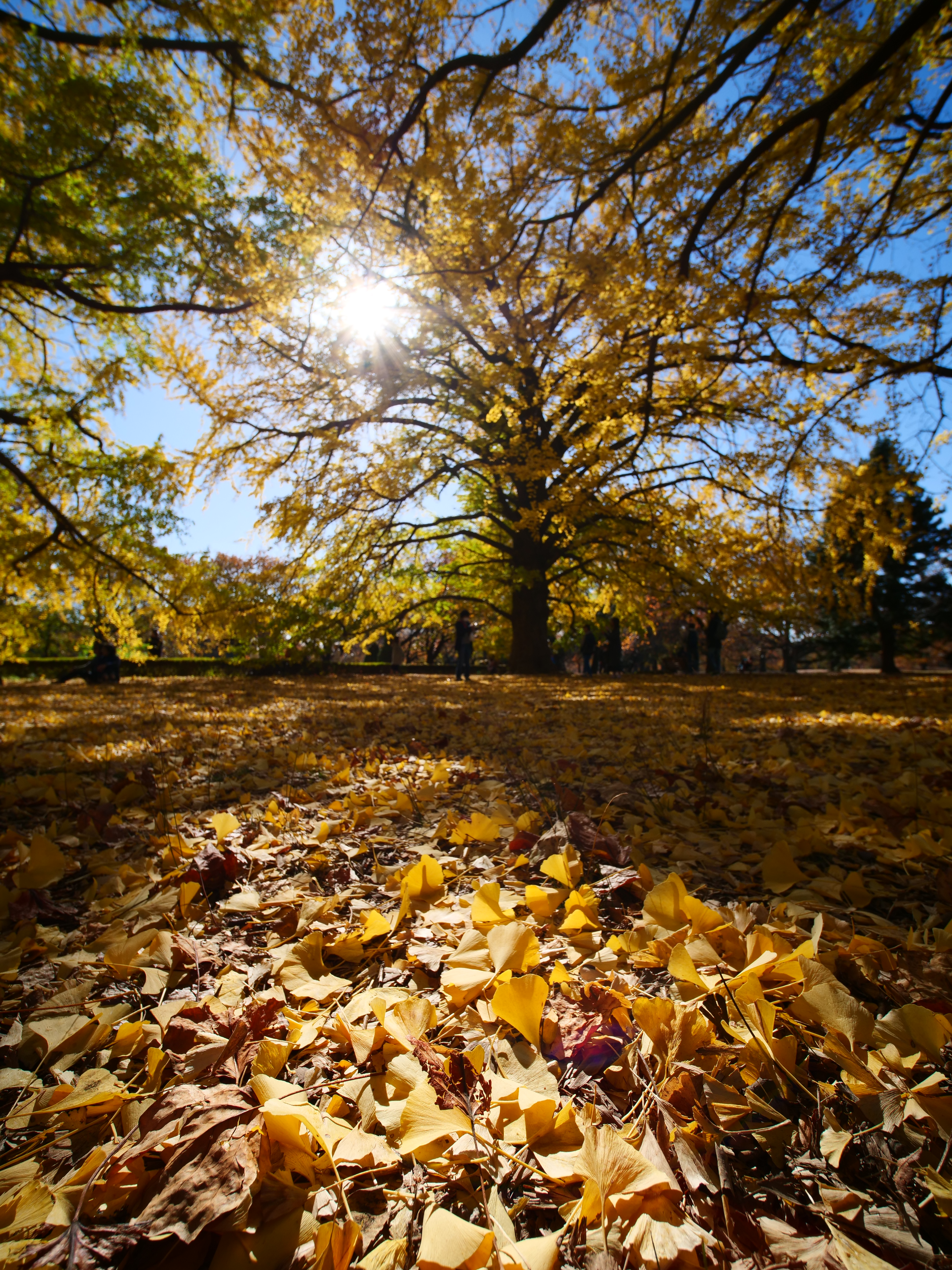 LUMIX G9 Pro+7.5mm F2 MFT（撮影：伊達淳一）