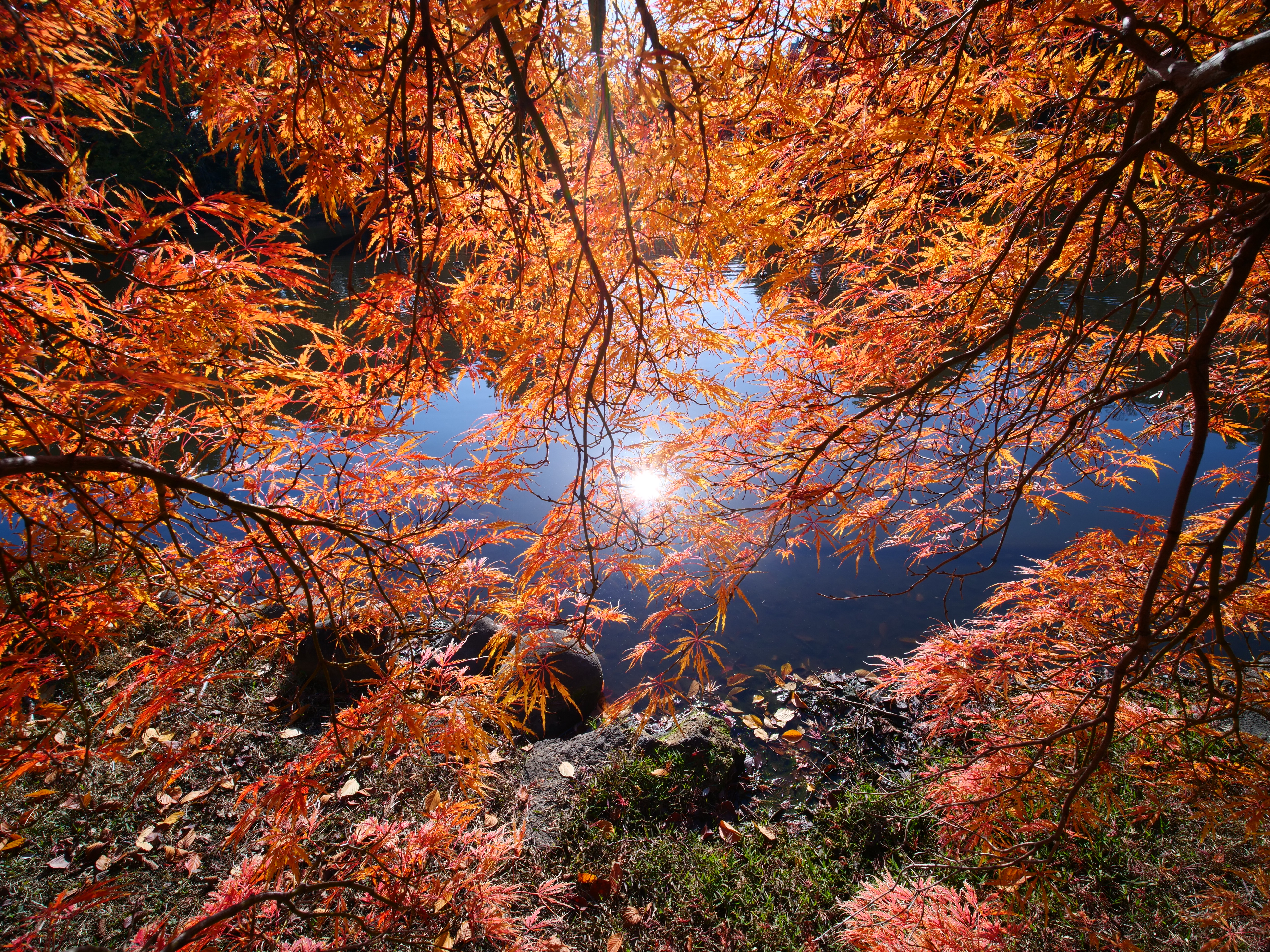 LUMIX G9 Pro+7.5mm F2 MFT（撮影：伊達淳一）