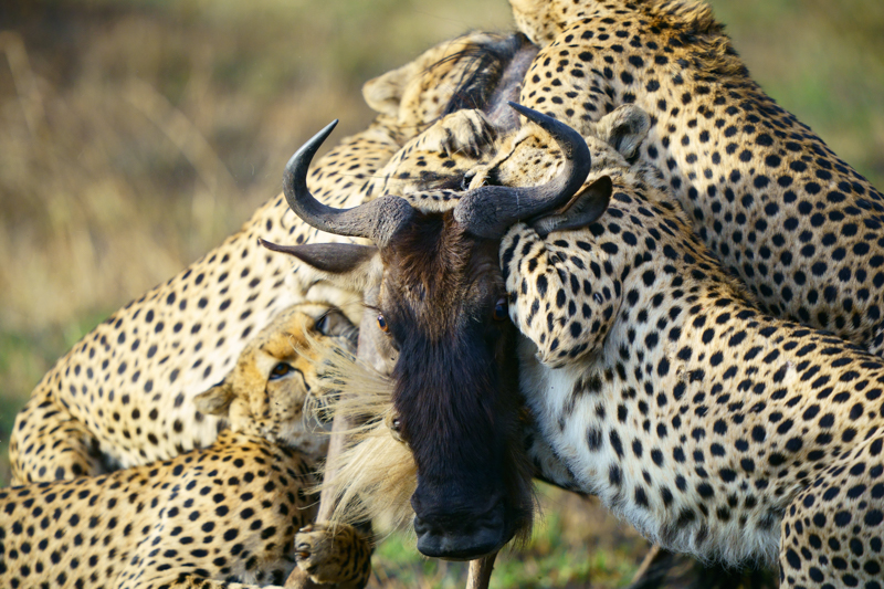 撮影：野口純一<br>α9 / FE 400mm F2.8 GM OSS + 1.4X テレコンバーター / 560mm / 絞り優先AE（1/2,000秒・F4.0・±0.0EV） / ISO 1250