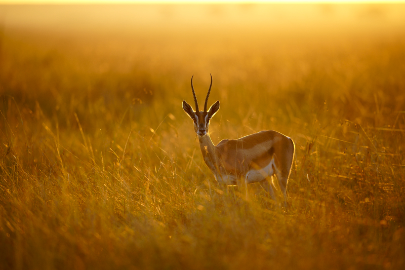 撮影：野口純一<br>α9 / FE 400mm F2.8 GM OSS / 400mm / 絞り優先AE（1/1,000秒・F2.8・-0.3EV） / ISO 400