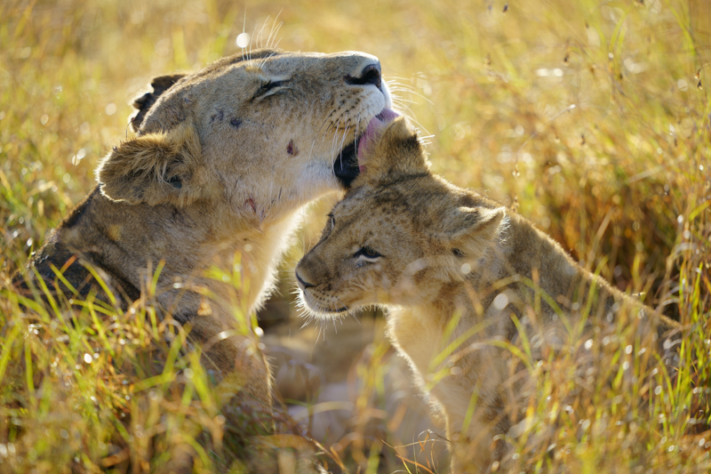 撮影：野口純一<br>α9 / FE 400mm F2.8 GM OSS / 400mm / 絞り優先AE（1/500秒・F2.8・±0.0EV） / ISO 100