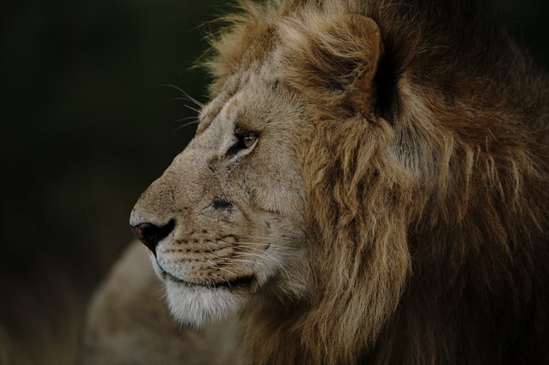 撮影：野口純一<br>α9 / FE 400mm F2.8 GM OSS / 400mm / 絞り優先AE（1/2,500秒・F2.8・-1.0EV） / ISO 500