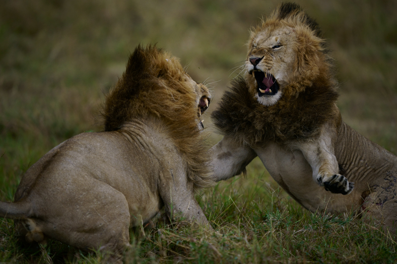 撮影：野口純一<br>α9 / FE 400mm F2.8 GM OSS / 400mm / 絞り優先AE（1/4,000秒・F2.8・-1.0EV） / ISO 800