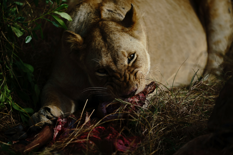 撮影：野口純一<br>α9 / FE 400mm F2.8 GM OSS / 400mm / 絞り優先AE（1/3,200秒・F2.8・-1.0EV） / ISO 200