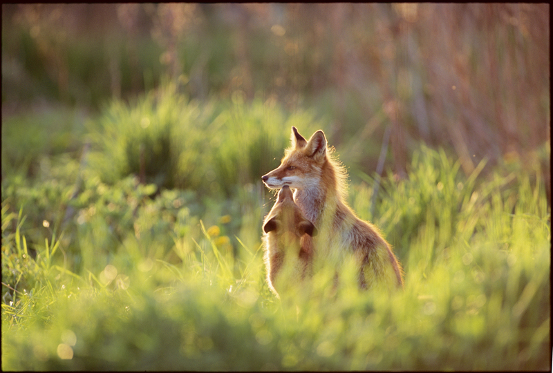 撮影：竹田津実