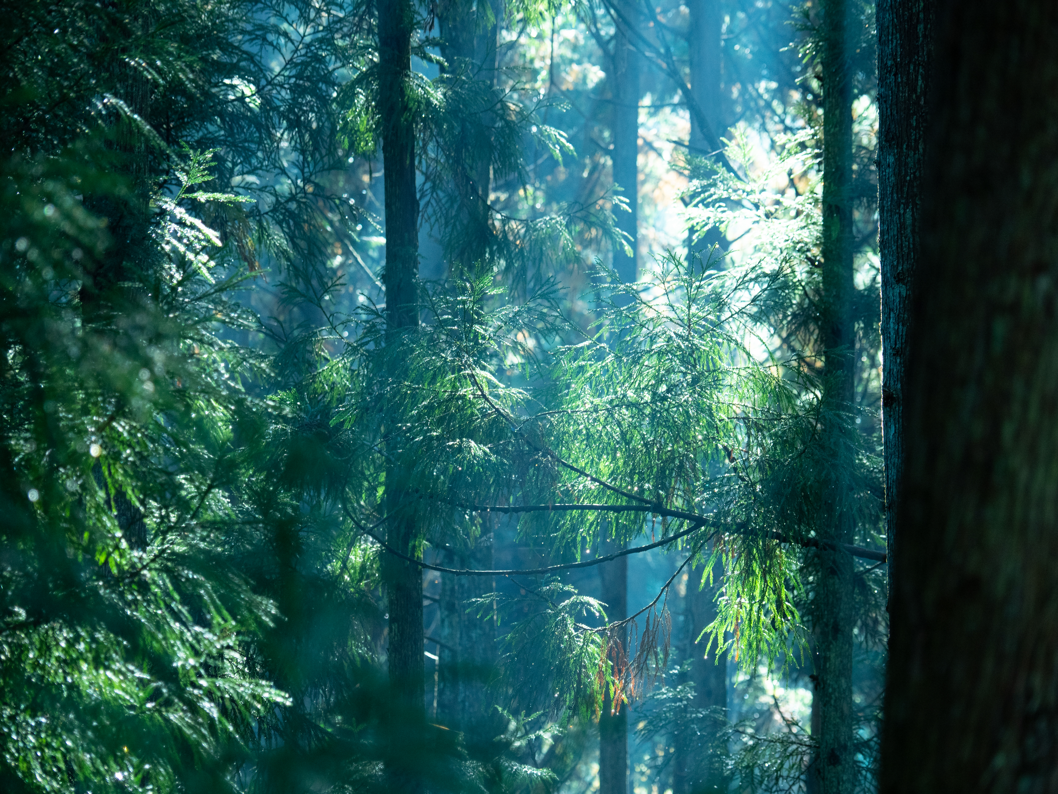 撮影：西岡潔<br><span class="fnt-85">OLYMPUS OM-D E-M1 Mark II / M.ZUIKO DIGITAL ED 12-100mm F4.0 IS PRO / 100mm相当 / マニュアル露出（F4・1/100秒） / ISO 400</span>