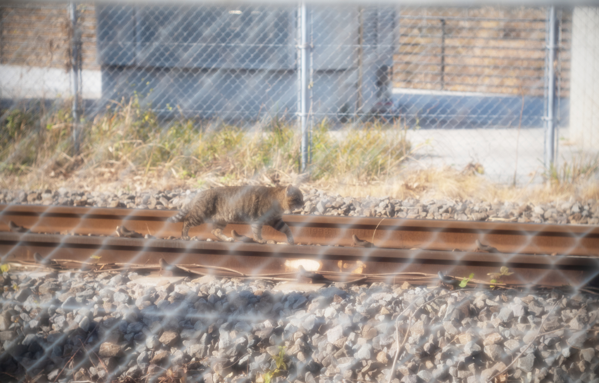 某貨物線の線路上を悠然と歩くニャンコを発見。金網越しでも迷うことなくフォーカスできるのはレンジファインダーの強み。ライカM10 / ISO200 / F2.2 / 1/3,000秒 / WB:オート / フィルター無し