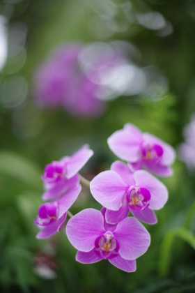 特別企画：D FA☆50mm F1.4発売記念「ペンタックス歴代50mm F1.4