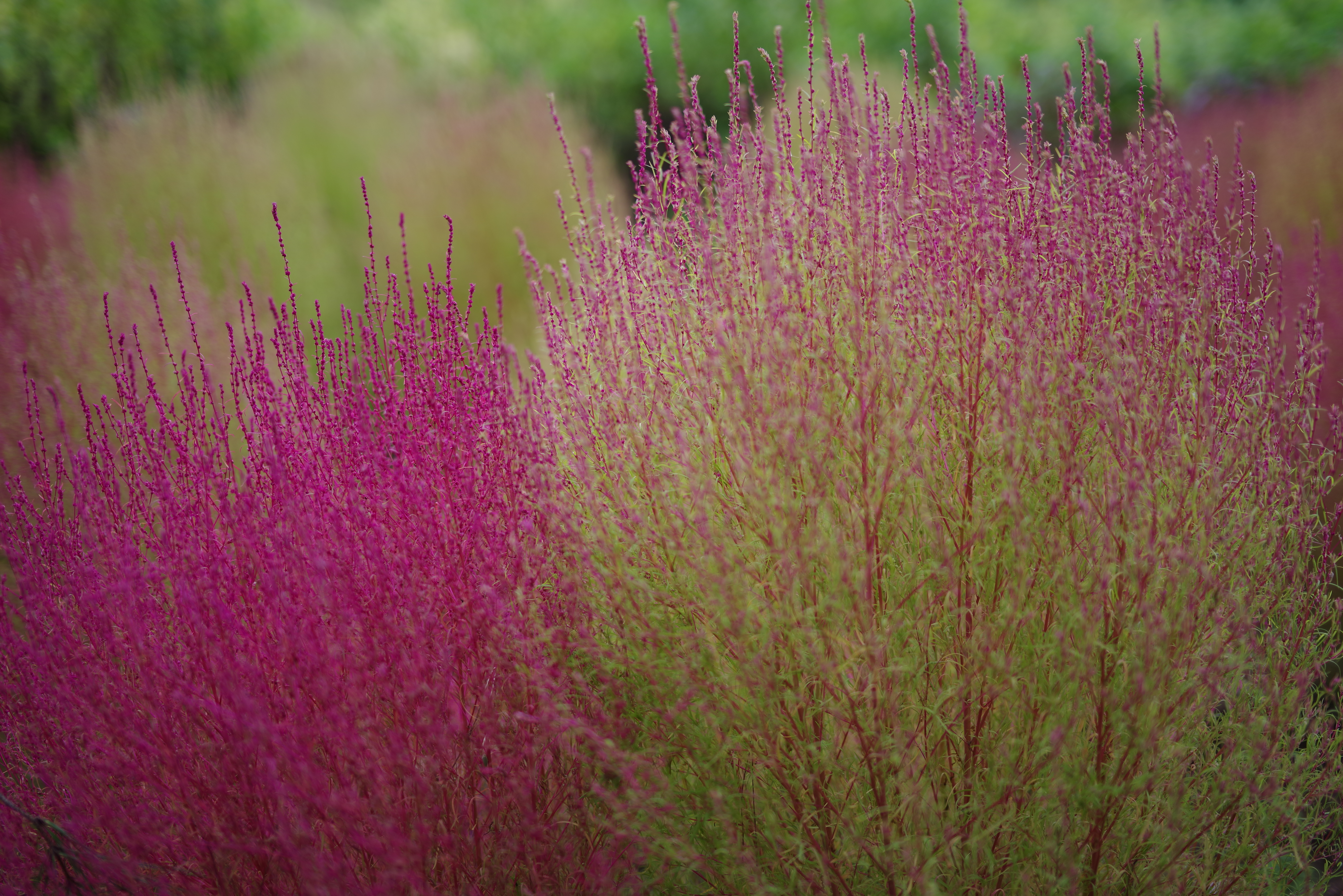 HD PENTAX-D FA★50mm F1.4 SDM AW / F1.4 / 1/640秒 / ISO 100