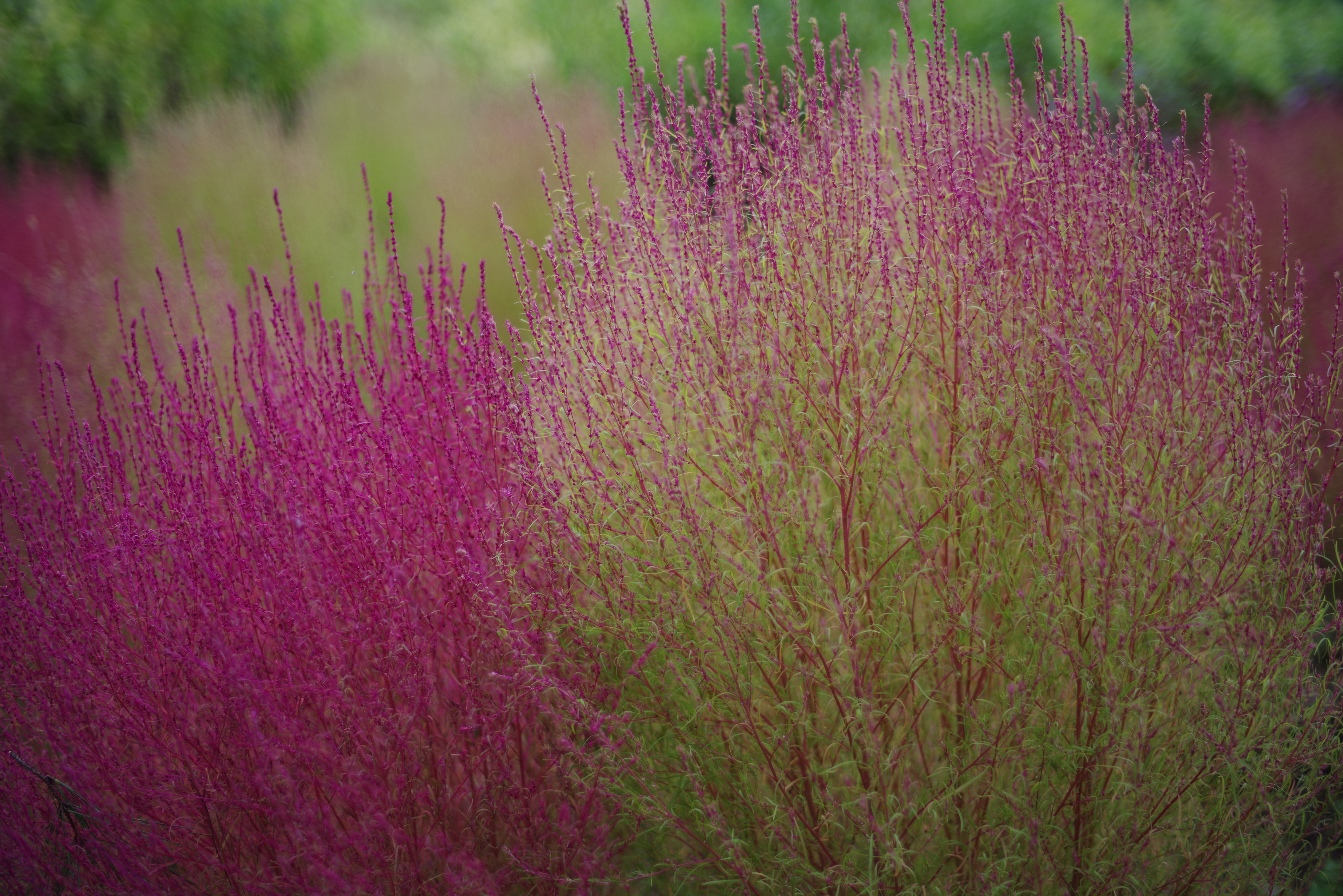 smc PENTAX-FA 50mm F1.4 / F1.4 / 1/640秒 / ISO 100