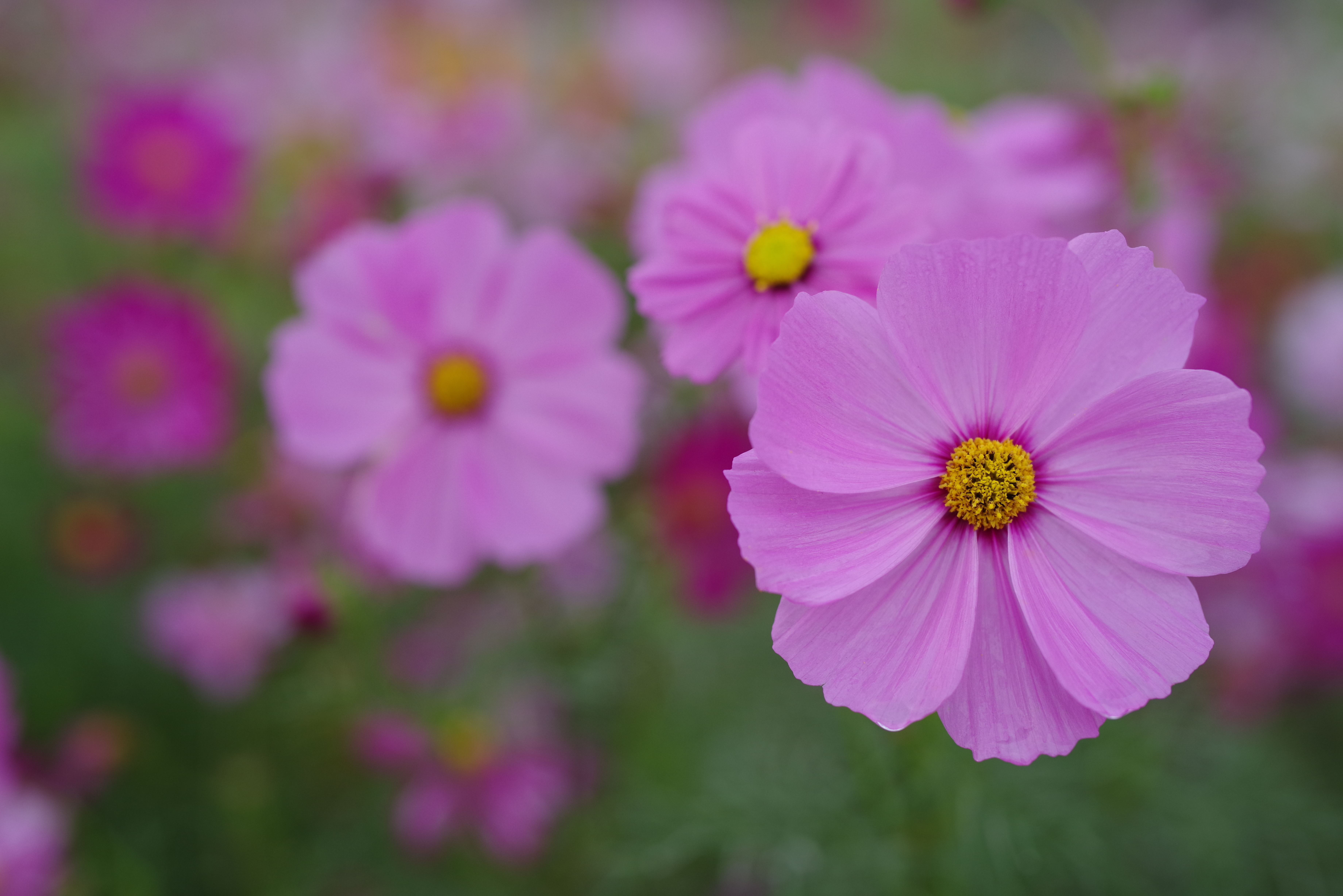 HD PENTAX-D FA★50mm F1.4 SDM AW / F2.8 / 1/400秒 / ISO 100