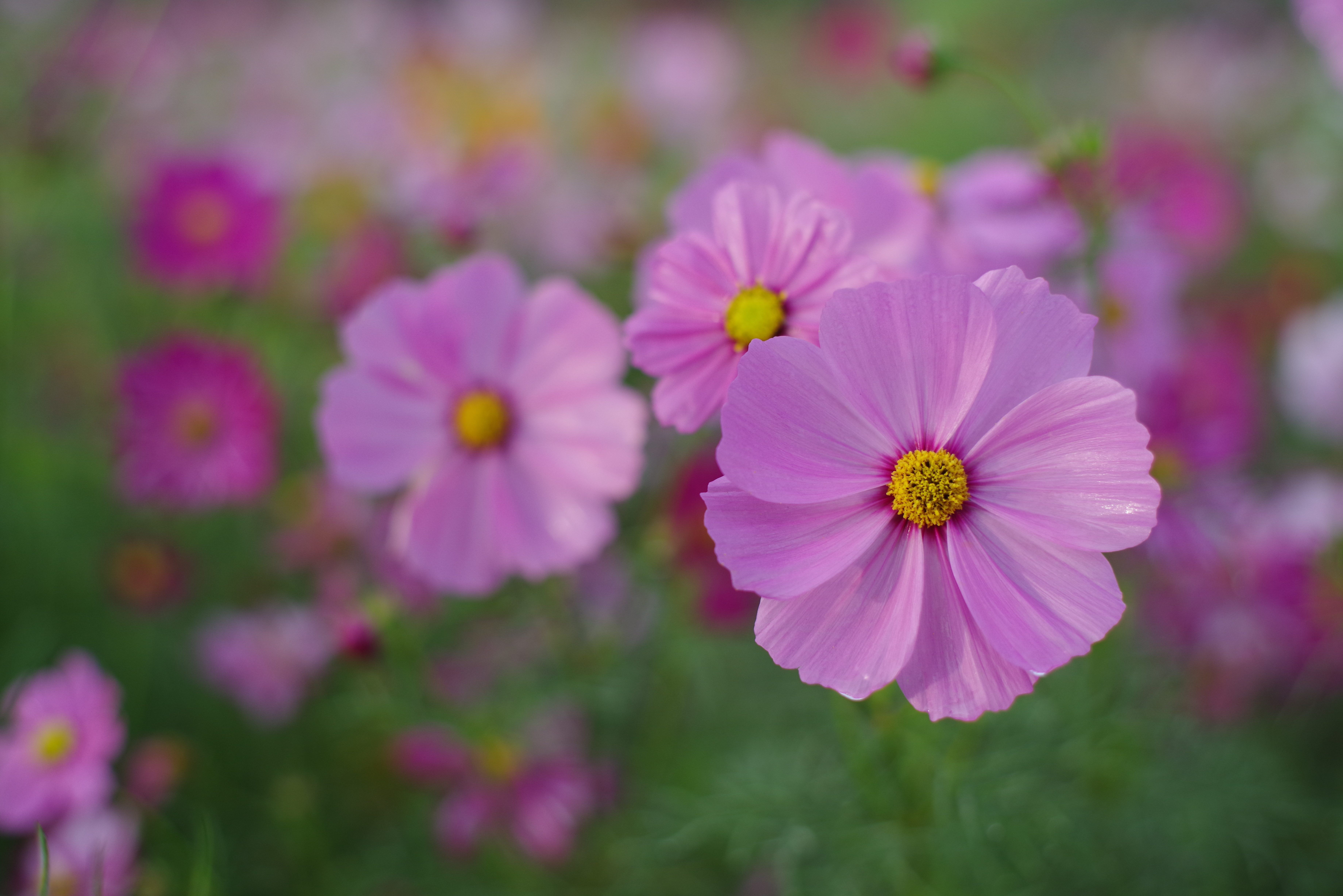 Super Takumar 50mm F1.4（6群7枚構成） / F2.8 / 1/640秒 / ISO 400