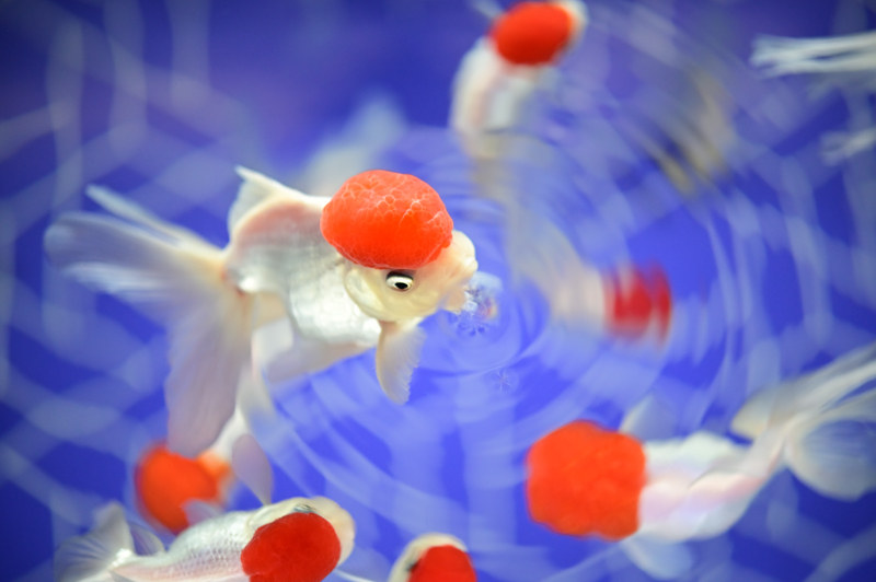 Z 6 / AF-S Micro NIKKOR 60mm f/2.8G ED / 絞り優先AE（1/250秒・F3 <span class="fnt-85">※効F値表示値・絞り開放で撮影</span>・+0.3EV） / ISO 1600