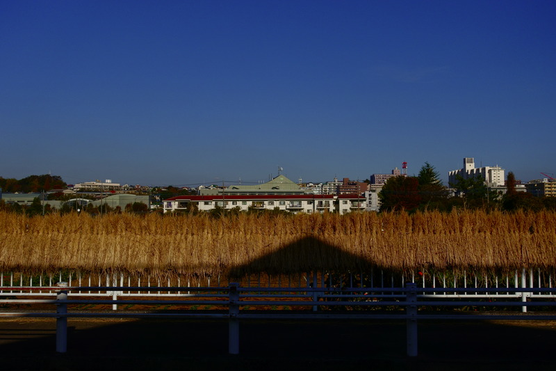 RX100 V / 24mm相当 / 絞り優先AE（1/400秒・F4 ・-0.3EV） / ISO 125