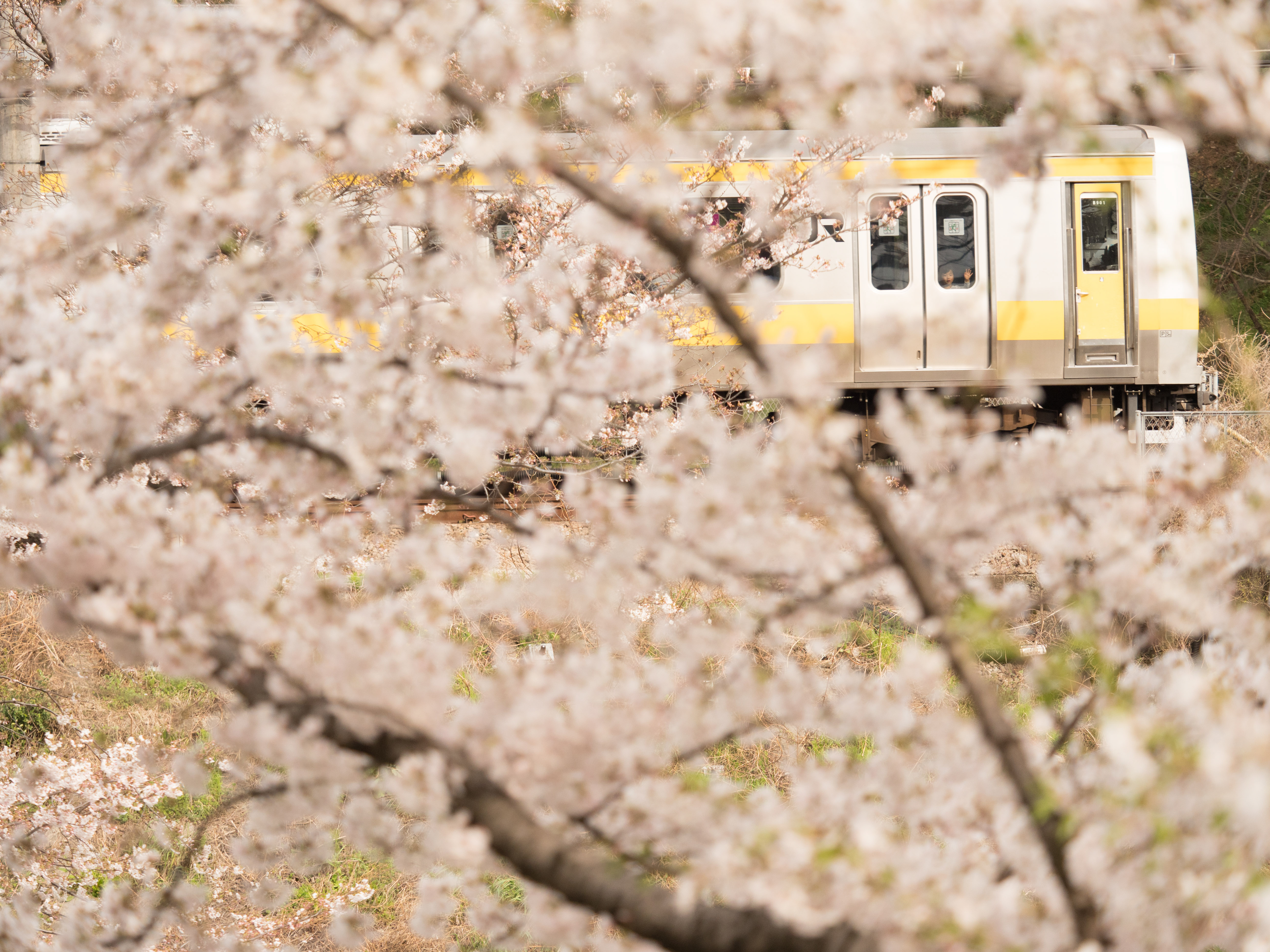 撮影：三橋康弘<br><span class="fnt-85">OLYMPUS OM-D E-M1 Mark II / M.ZUIKO DIGITAL ED 40-150mm F2.8 PRO / 90mm / 絞り優先AE（F4・1/2,000秒・+0.7EV） / ISO 400</span>