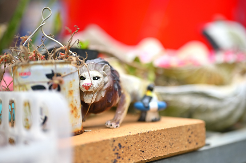 Z 6 / NIKKOR Z 50mm f/1.8 S / 50mm / 絞り優先AE（F1.8 / 1/2,500秒 / +1.0EV） / ISO 200 / アクティブD-ライティング：標準 / ピクチャーコントロール：クリエイティブピクチャーコントロール ポップ