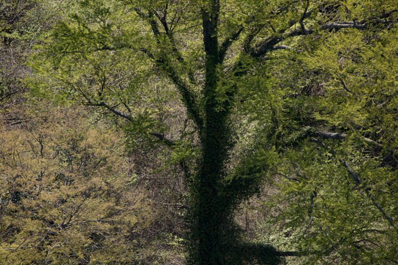 吊り橋の上から撮影。ギャラリー内でこの写真を離れて見た時と近づいて見た時の見え方は印象が違う。