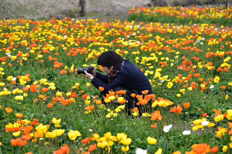 今回の取材中、ウェイクの様々な魅力ポイントを丁寧に解説頂いたダイハツ工業株式会社 広報・渉外室の井上さん。今度は立場逆転(!?)して、写真撮影テクニックを解説。OLYMUPS OM-D E-M1 Mark IIを手に井上さん、ポピー咲く花畑の中で真剣に撮影中。