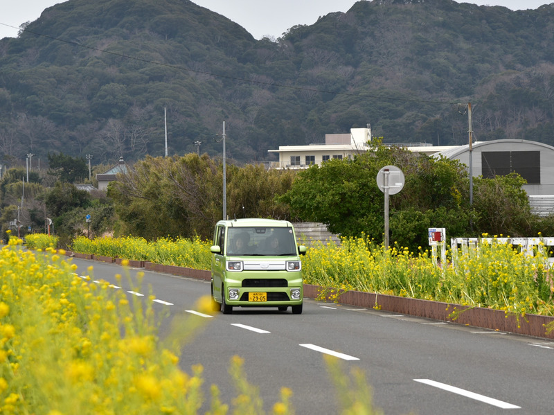 両端に黄色い菜の花が咲く中をウェイクで走る。広い車窓から景色を味わいながらのドライブ。