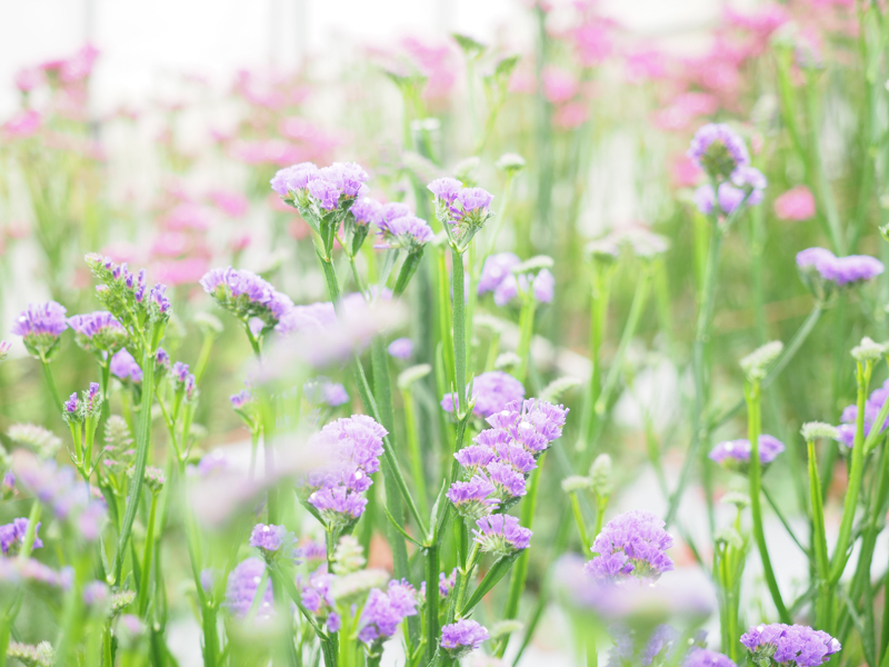 前ボケを入れたテクニックをさっそく実践しての作品づくり。露出もプラス側に補正して明るめに作画している。<br><span class="fnt-85">OLYMPUS OM-D E-M1 Mark II / M.ZUIKO DIGITAL ED 12-40mm F2.8 PRO / 40mm / 絞り優先AE（F2.8・1/80秒・+1.7EV） / ISO 200</span>