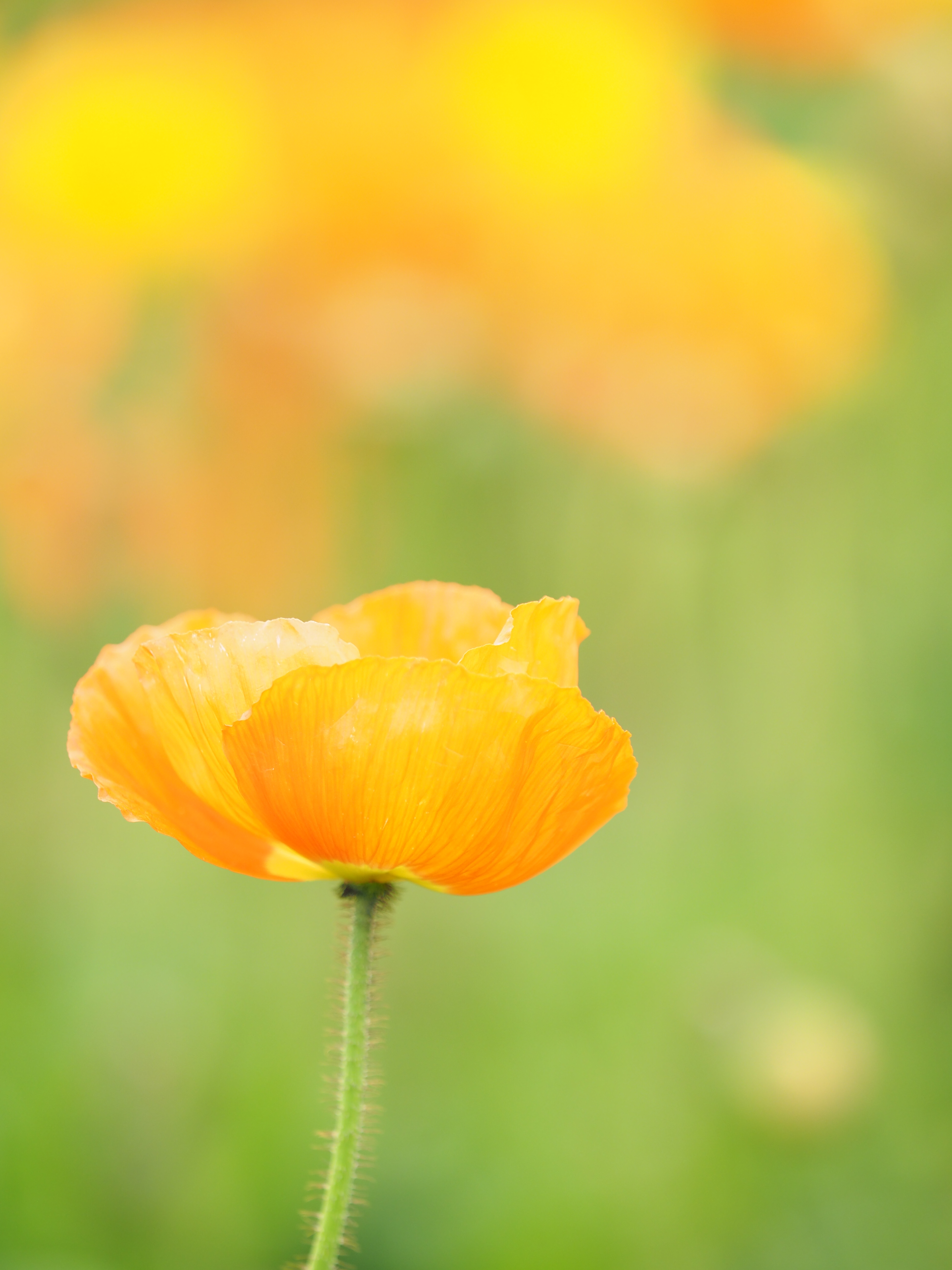 OLYMPUS OM-D E-M1 Mark II / M.ZUIKO DIGITAL ED 40-150mm F2.8 PRO / 150mm / 絞り優先AE（F2.8・1/250秒・+1.3EV） / ISO 250