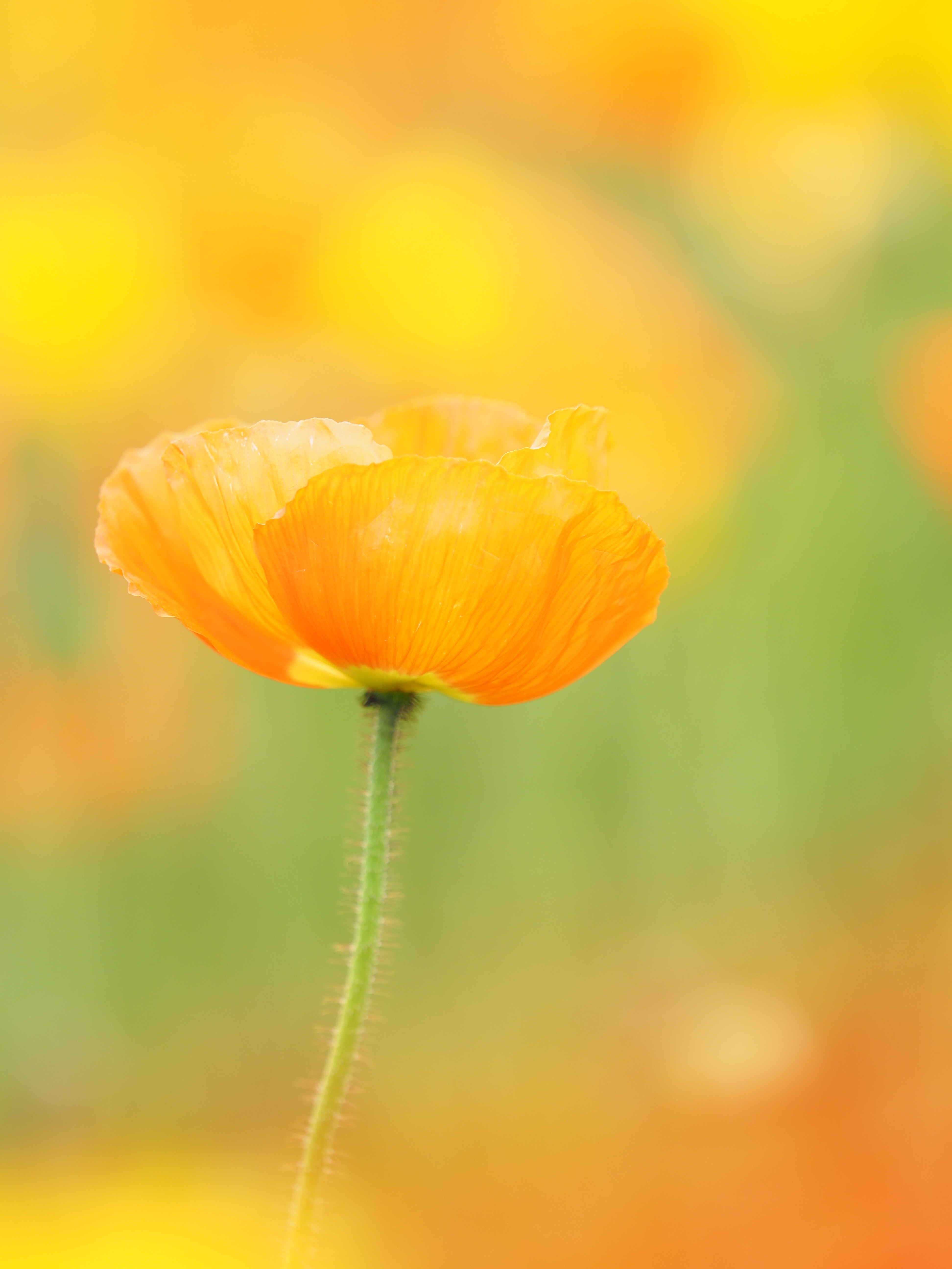 OLYMPUS OM-D E-M1 Mark II / M.ZUIKO DIGITAL ED 40-150mm F2.8 PRO / 150mm / 絞り優先AE（F2.8・1/250秒・+1.3EV） / ISO 200