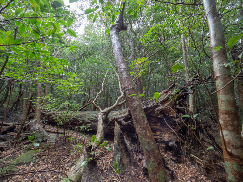 撮影：礒村浩一<br><span class="fnt-85">OLYMPUS OM-D E-M1 Mark II / M.ZUIKO DIGITAL ED 7-14mm F2.8 PRO / 7mm / 絞り優先AE（F4.0・1/100秒・-0.7EV） / ISO 800</span>