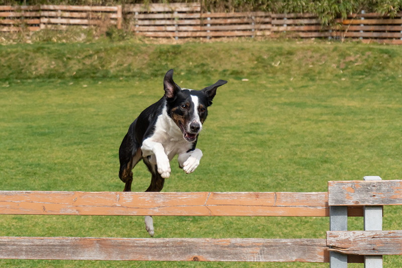 撮影：小川晃代さん<br><span class="fnt-85">α6400 / E 55-210mm F4.5-6.3 OSS / 50mm（75mm相当） / シャッター速度優先AE（1/4,000秒・F5.6・±0.0EV） / ISO 800</span>