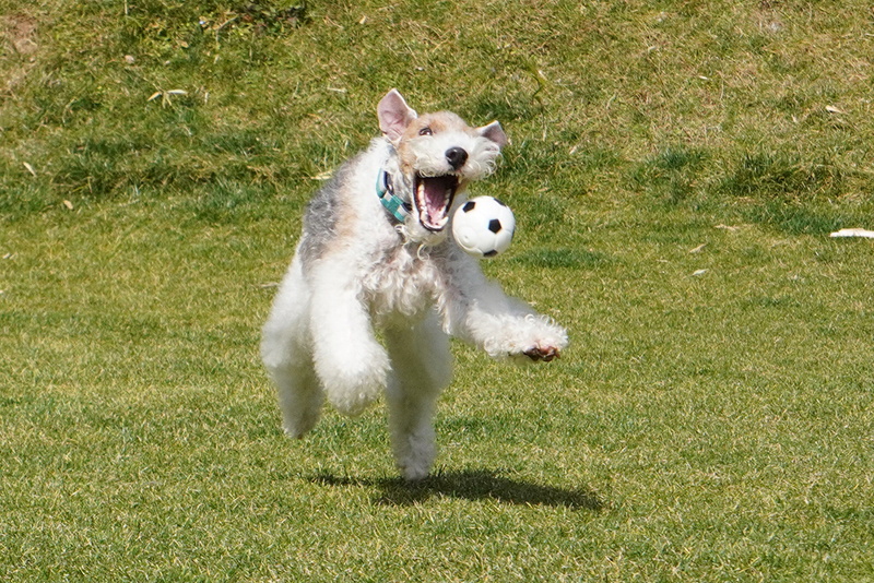 撮影：ウォルクママさん<br><span class="fnt-85">α6400 / E 55-210mm F4.5-6.3 OSS / 60mm（90mm相当） / シャッター速度優先AE（1/1,000秒・F10.0・±0.0EV） / ISO 640 ※トリミング</span>